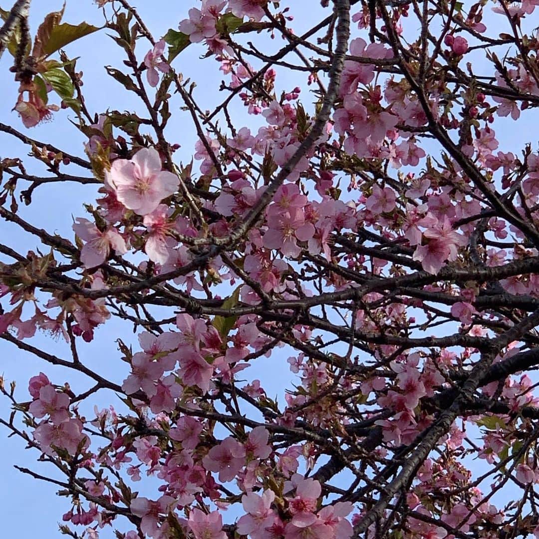 道の駅やちよさんのインスタグラム写真 - (道の駅やちよInstagram)「おはようございます！ 🌸河津桜開花状況🌸 開花が進んで来ていますがまだ満開ではありません。道の駅から離れるほど開花はさらに遅れている模様。 今日は風が強く寒いです。お散歩には寒さ対策必須です‼︎  #道の駅 #道の駅やちよ #河津桜 #桜#開花状況 #散歩 #新川千本桜 #八千代市 #春の訪れ」2月27日 10時30分 - michinoeki_yachiyo090720
