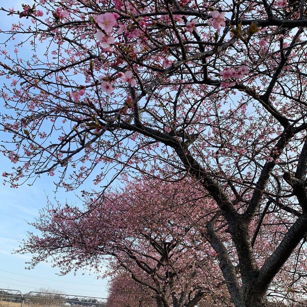 道の駅やちよさんのインスタグラム写真 - (道の駅やちよInstagram)「おはようございます！ 🌸河津桜開花状況🌸 開花が進んで来ていますがまだ満開ではありません。道の駅から離れるほど開花はさらに遅れている模様。 今日は風が強く寒いです。お散歩には寒さ対策必須です‼︎  #道の駅 #道の駅やちよ #河津桜 #桜#開花状況 #散歩 #新川千本桜 #八千代市 #春の訪れ」2月27日 10時30分 - michinoeki_yachiyo090720