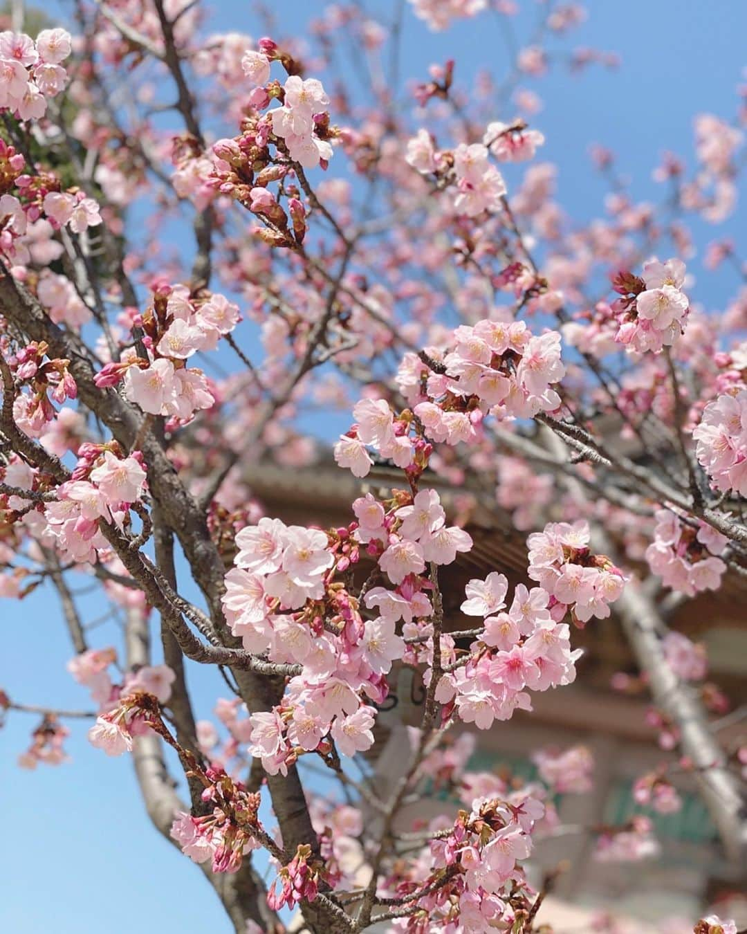 Yuka Kaedeさんのインスタグラム写真 - (Yuka KaedeInstagram)「蜂須賀桜 . . 出先で1本だけですが、 早咲きの桜を見つけました。 2月初旬は暖かかったですからね♪(^^) . . . #早咲き桜#桜#大阪#四天王寺」2月27日 10時47分 - _asyuka_