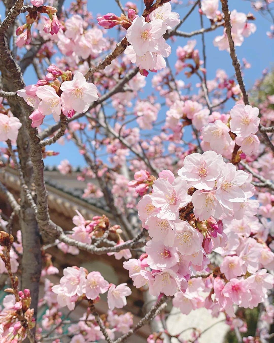 Yuka Kaedeのインスタグラム：「蜂須賀桜 . . 出先で1本だけですが、 早咲きの桜を見つけました。 2月初旬は暖かかったですからね♪(^^) . . . #早咲き桜#桜#大阪#四天王寺」