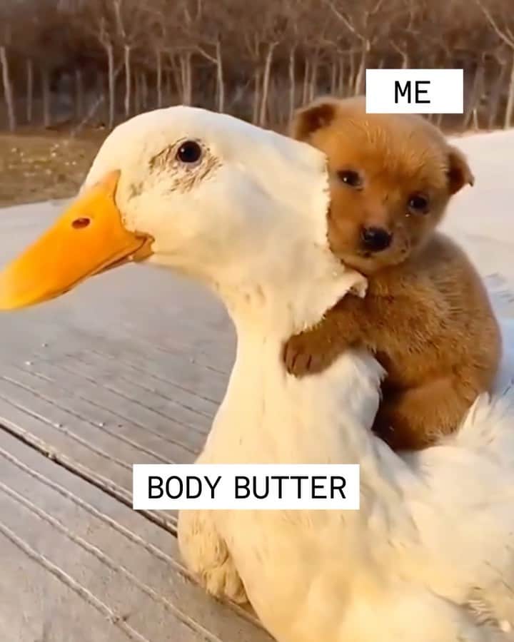 ジョジー・マランのインスタグラム：「Whipped Body Butter is our daily moment of comfort 🤗 📹 @earthfocus」