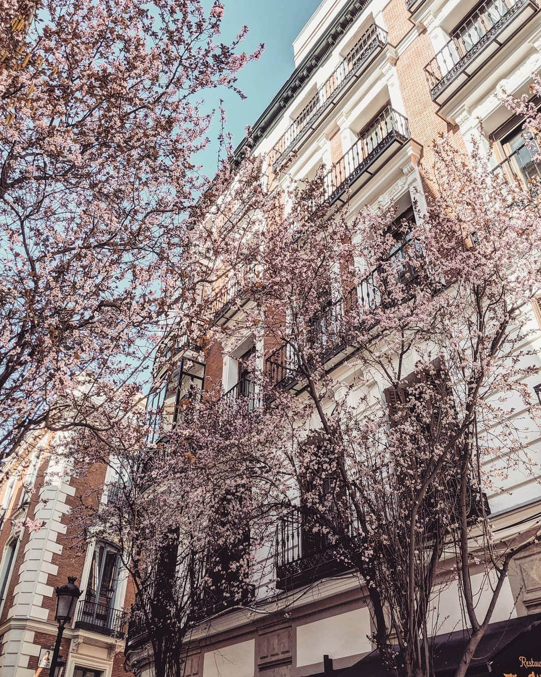 Guido Gutiérrez Ruizのインスタグラム：「Ladies and Gentlemen, Spring has arrived • Señoras y Señores, la primavera ha llegado #Madrid」