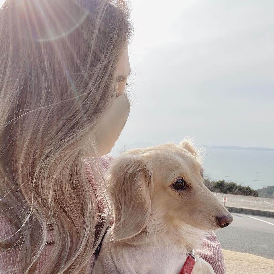 鈴木絢子さんのインスタグラム写真 - (鈴木絢子Instagram)「・ ・ 【後ろ髪ハイライト】 犬たちの耳の毛色が綺麗なシアーベージュで。。🐶🐶 その写真を持参して、犬の毛色のハイライトにしてもらいました🤣 ・ ✔︎後頭部に光が当たったとき ✔︎髪が風でなびいたとき ✔︎髪をかき上げたとき ・ 動きがわかる、ささやかな大人ハイライト✨ 傷みが少ないケアブリーチで、かなり細かく入れています💡 ・ ケアは#紫シャンプー で。 仕上げに先日TOKYO MXの番組で#今年のヒットアイテム としてご紹介した、#フランス発 #イブロシェリンシングビネガー うるツヤモリンガ✨ ・ プチプラなのに優秀！ スーパーフードでもあるモリンガとビネガーの力で、頭皮はさっぱり＆髪はツヤUPしてつるつるの手触りにになります🤗🌟 ・ ・ ・ #外国人風 #犬風 #ハイライト #インナーカラー #シアーベージュ #ヘアカラー #ケアブリーチ #春色カラー  #春カラー #透明感カラー #頭皮ケア #ロングヘア #ヘアケア #モリンガ #スーパーフード #美容家 #美髪 #アウタービューティー #ヘアトリートメント #犬バカ部 #ミニチュアダックスクリーム  #親子犬 #プチプラ #haircolor #YVESROCHER  #🐶🐶」2月27日 22時01分 - ayako_suzuki810