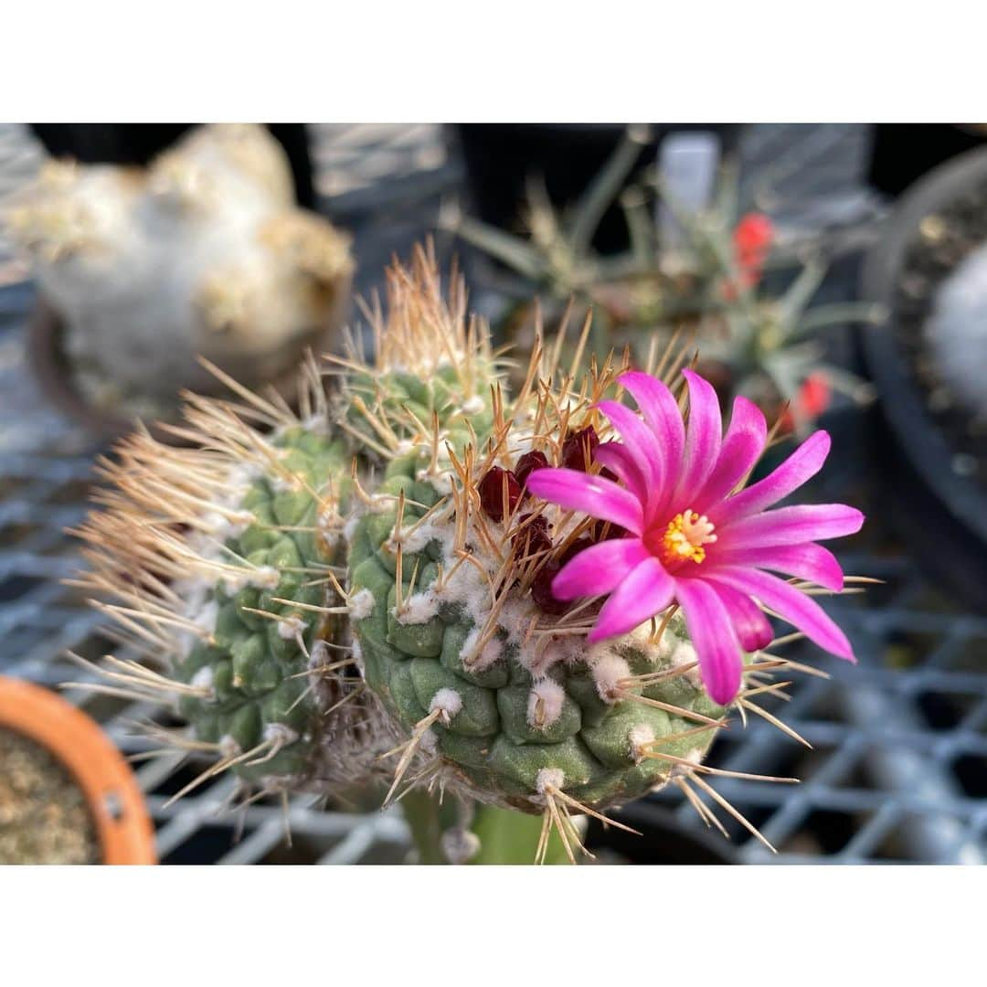 Syota Kitamoriのインスタグラム：「✫ 白花よりも先に赤花が咲きました。 . . #strombocactusdisciformis #赤花菊水」