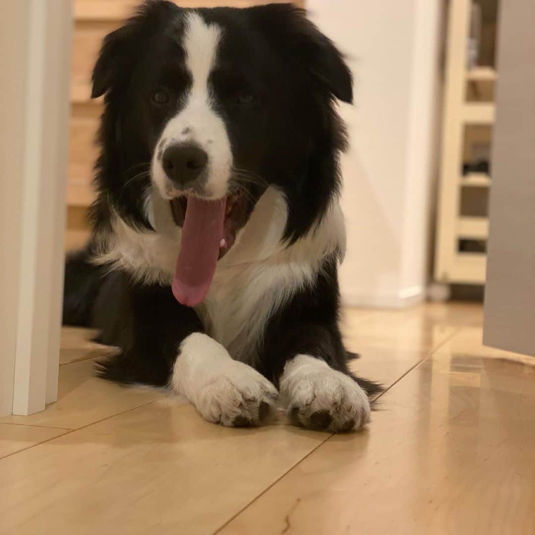柏原竜二のインスタグラム：「どこにでも着いてくるストーカードッグ🐶」