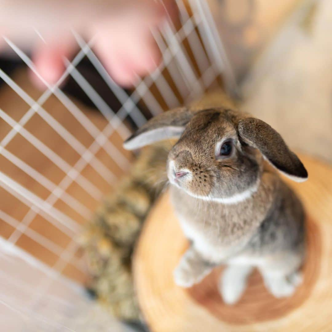 大黒由貴さんのインスタグラム写真 - (大黒由貴Instagram)「ㅤㅤㅤㅤㅤㅤㅤㅤㅤㅤㅤㅤㅤ 弟の家のうさぎちゃん🐰❤️ 元気でとっても可愛かった😍✨ ㅤㅤㅤㅤㅤㅤㅤㅤㅤㅤㅤㅤㅤ #カメラ女子#写真好きな人と繋がりたい #ホーランドロップ #うさぎ#🐰#もふもふ」2月27日 20時58分 - yukichangram_