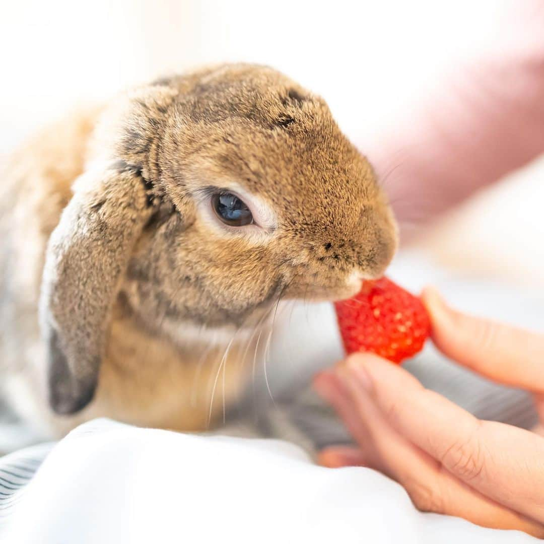 大黒由貴さんのインスタグラム写真 - (大黒由貴Instagram)「ㅤㅤㅤㅤㅤㅤㅤㅤㅤㅤㅤㅤㅤ 弟の家のうさぎちゃん🐰❤️ 元気でとっても可愛かった😍✨ ㅤㅤㅤㅤㅤㅤㅤㅤㅤㅤㅤㅤㅤ #カメラ女子#写真好きな人と繋がりたい #ホーランドロップ #うさぎ#🐰#もふもふ」2月27日 20時58分 - yukichangram_