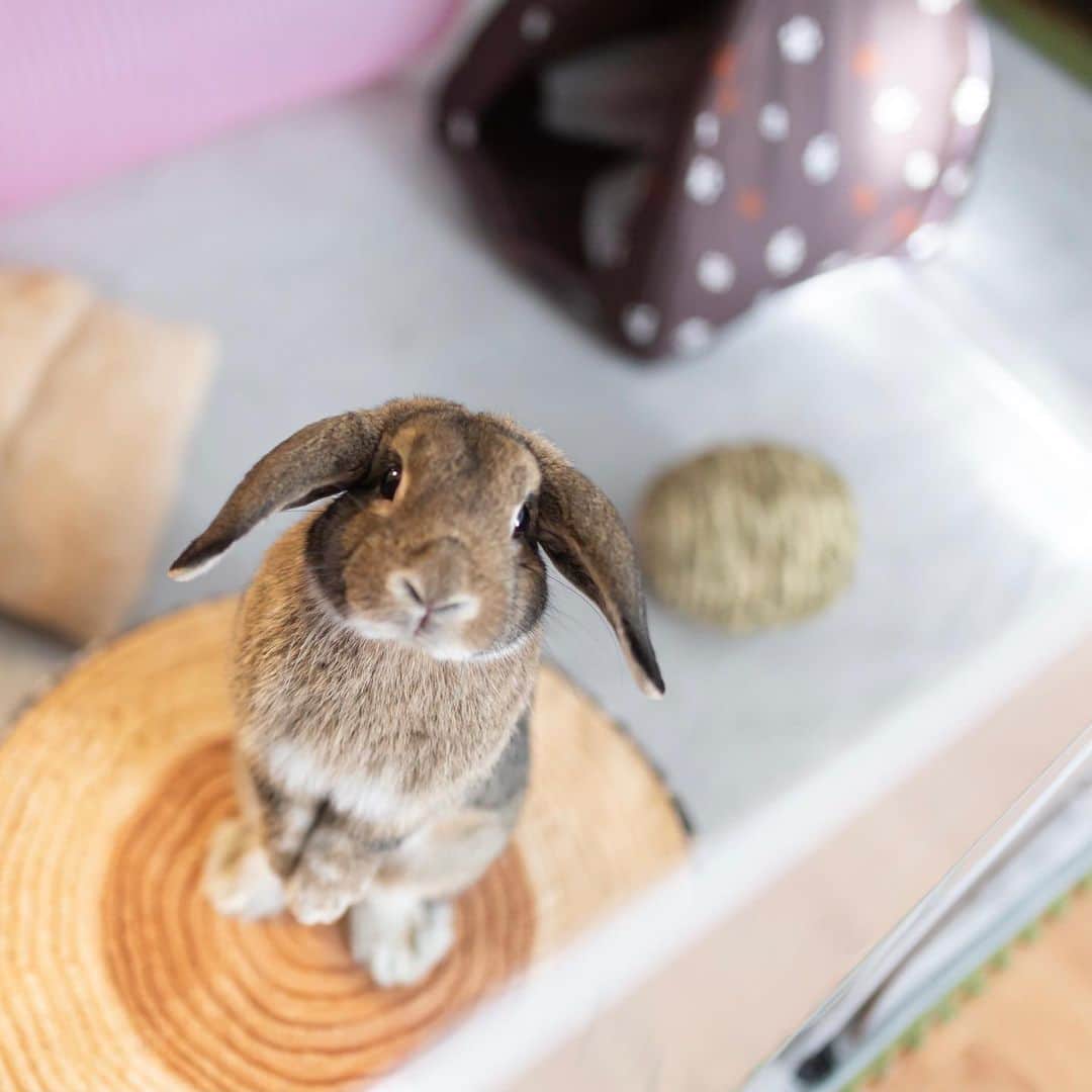 大黒由貴のインスタグラム：「ㅤㅤㅤㅤㅤㅤㅤㅤㅤㅤㅤㅤㅤ 弟の家のうさぎちゃん🐰❤️ 元気でとっても可愛かった😍✨ ㅤㅤㅤㅤㅤㅤㅤㅤㅤㅤㅤㅤㅤ #カメラ女子#写真好きな人と繋がりたい #ホーランドロップ #うさぎ#🐰#もふもふ」