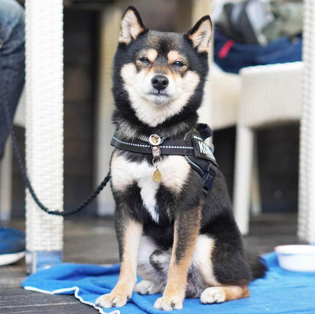 黒豆柴こむぎさんのインスタグラム写真 - (黒豆柴こむぎInstagram)「夕方は、パパちんとママちんとローーーング散歩🐾🐾したよ。楽しかったな😊2021.02.27  #お散歩大好き #黒豆柴こむぎ #黒豆柴 #豆柴 #黒柴 #黑柴 #柴犬 #柴 #まめしば #しばいぬ #しば #mameshiba #kuroshiba #shibainu #shiba #shibalove #shibalovers #shibastagram #shiba_snap #shibasofinstagram #ふわもこ部 #pecoいぬ部 #いぬら部 #proudshibas #thedailyshibainu #ここ柴部 #いぬのきもち #todayswanko #rakutenpet #9gagpets」2月27日 20時58分 - komugi_1207