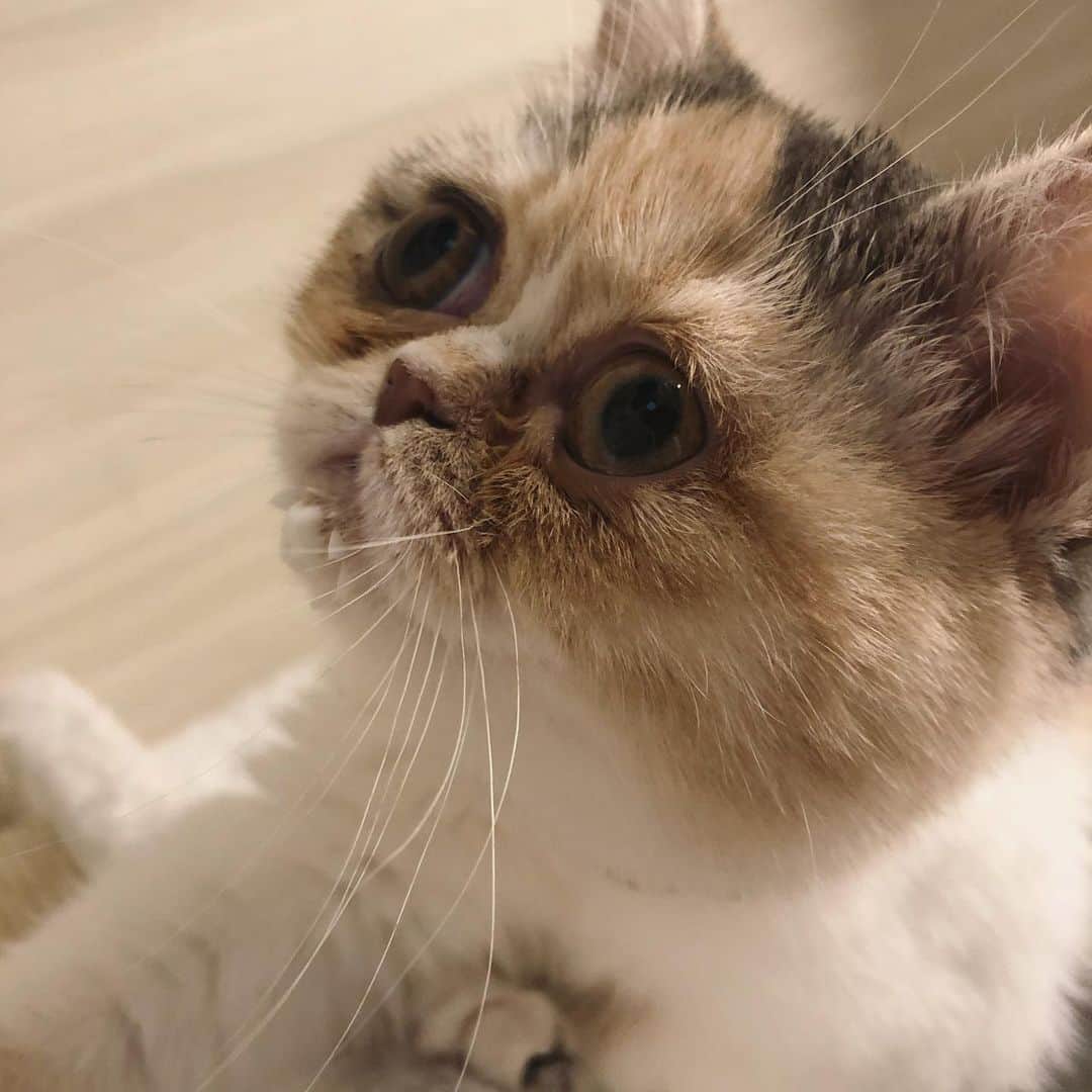西村彩有里のインスタグラム：「牛乳泥棒があらわれた🥛  #泥棒猫 #あごひげ #あごひげ猫 #ミヌエット #猫 #短足猫 #猫のいる暮らし #猫好きな人と繋がりたい#猫好き #猫部 #ねこすたぐらむ #にゃんすたぐらむ  #三毛猫 #子猫 #多頭飼い初心者  #cat #minuet #catlover #minuetcat #catstagram #catsofworld #catsofinstagram #catlife」