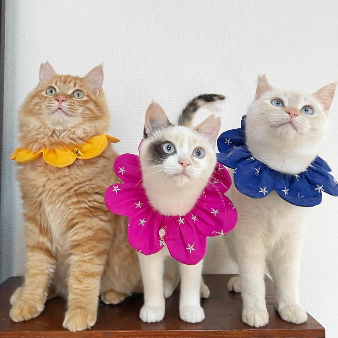 maimocotoのインスタグラム：「茨城からやってきたキキ・このは・きなり💙この３人が着けている #ザビエル首輪 を含め色々な種類を明日28日の20時にウェブショップで販売させてください✨（URLはストーリーズにつけておきますね） ＊ ＊ 猫風邪もだいぶ良くなって来て、すっかりお家猫の３人🐈病院通い&お薬頑張ってくれました💉 キコとまくろとももうすぐご対面できそうです♪ なので、そろそろ里親さん募集を始めようと思います。もう既にたくさんDMをいただいているので、条件とさせていただいてる項目を一部記載させてください🙇‍♀️↓  ＊ご家族みなさんで愛してくれる ＊猫可能で清潔なお家（持ち家の方優先させていただいています） ＊ちゃんと収入がある（1猫生涯で300万円はかかると言われています） ＊高齢の方、男性お一人住まいの方にはお譲りしていません ＊ワクチン代のご負担をお願いしています ＊喫煙するご家族がいる場合はお譲りしていません（肺に入った副流煙は30分は消えないらしいです） 非公開の方や投稿がない方だと何とお返事して良いか分からないので返信ができない場合があります🙇‍♀️たくさんの方とやり取りしている為、ご了承ください。 ご家族みなさんと良く話し合ってからメールください🙇‍♀️このはときなりは兄妹なので、2人一緒が希望です。キキも猫が大好きなので、先住ちゃんのいるお宅が理想です。色々偉そうにすみません。。とにかく大切に大切に預かっています。命のやり取りなのでよろしくお願いします🙇‍♀️ ＊ ＊ 『キコちゃんとまくろくんも一緒に並んでゴレンジャイしたいね！』 ＊ ＊ #シャム三毛のこのは  #笹かまのきなり #長毛茶髪のキキ」