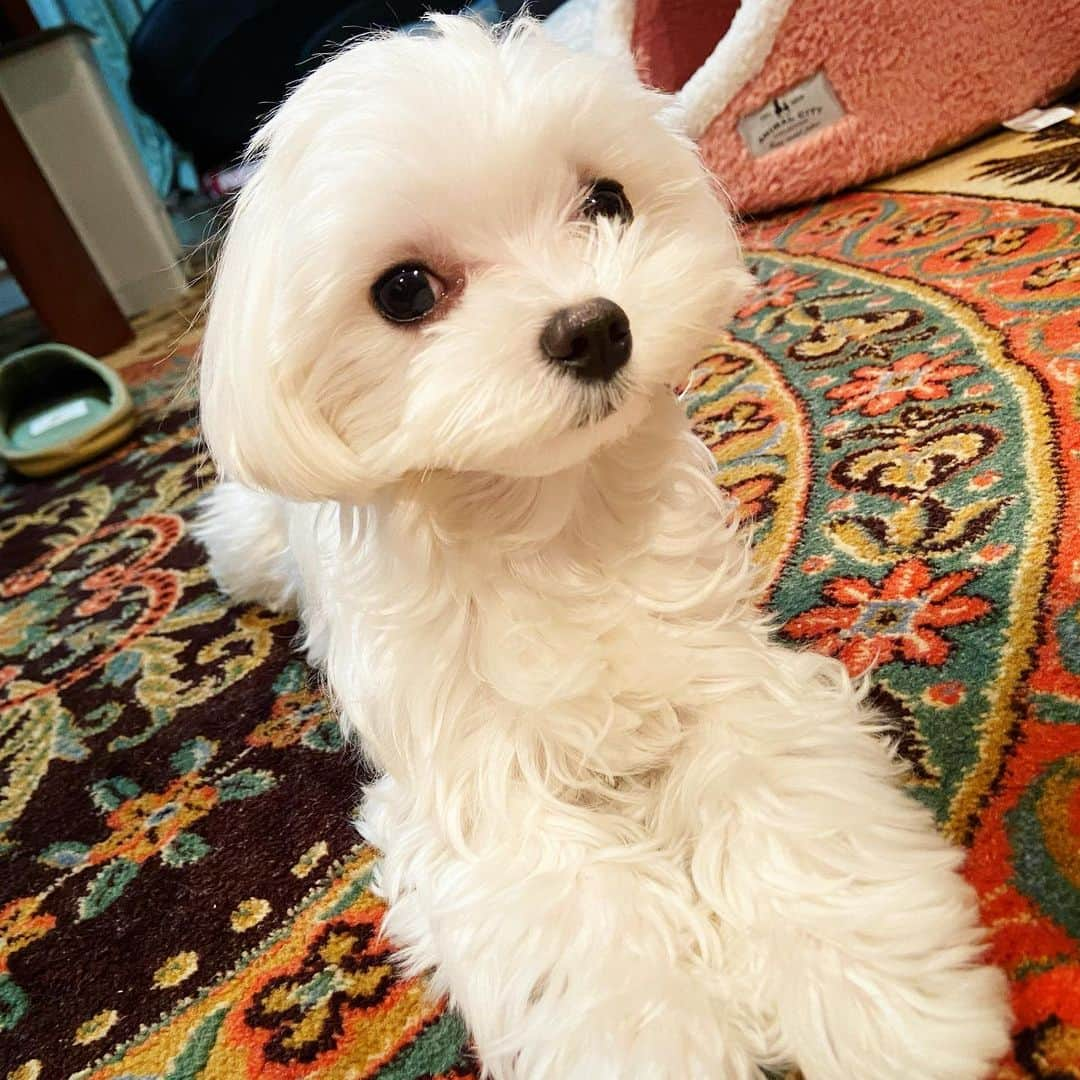 梶有紀子さんのインスタグラム写真 - (梶有紀子Instagram)「. cuteな子犬、こはるさん . . . #子犬のいる暮らし #マルチーズ #マルチーズ子犬 #マルチーズ好き #こいぬのいる暮らし #こいぬすたぐらむ #幸せな日常 #こはる #こはるさん #かわいい子犬 #子犬 #イッヌ #イッヌがいる生活 #マルチーズ好きな人と繋がりたい」2月27日 21時27分 - kajiyukiko1112