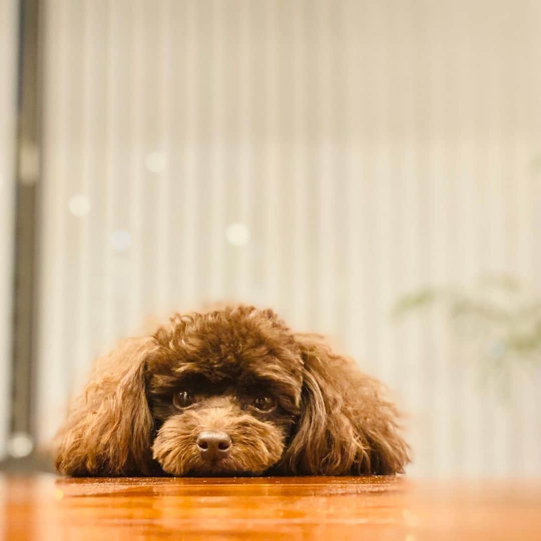 網野友雄のインスタグラム：「じーーー👀 #トイプードル #サニー」