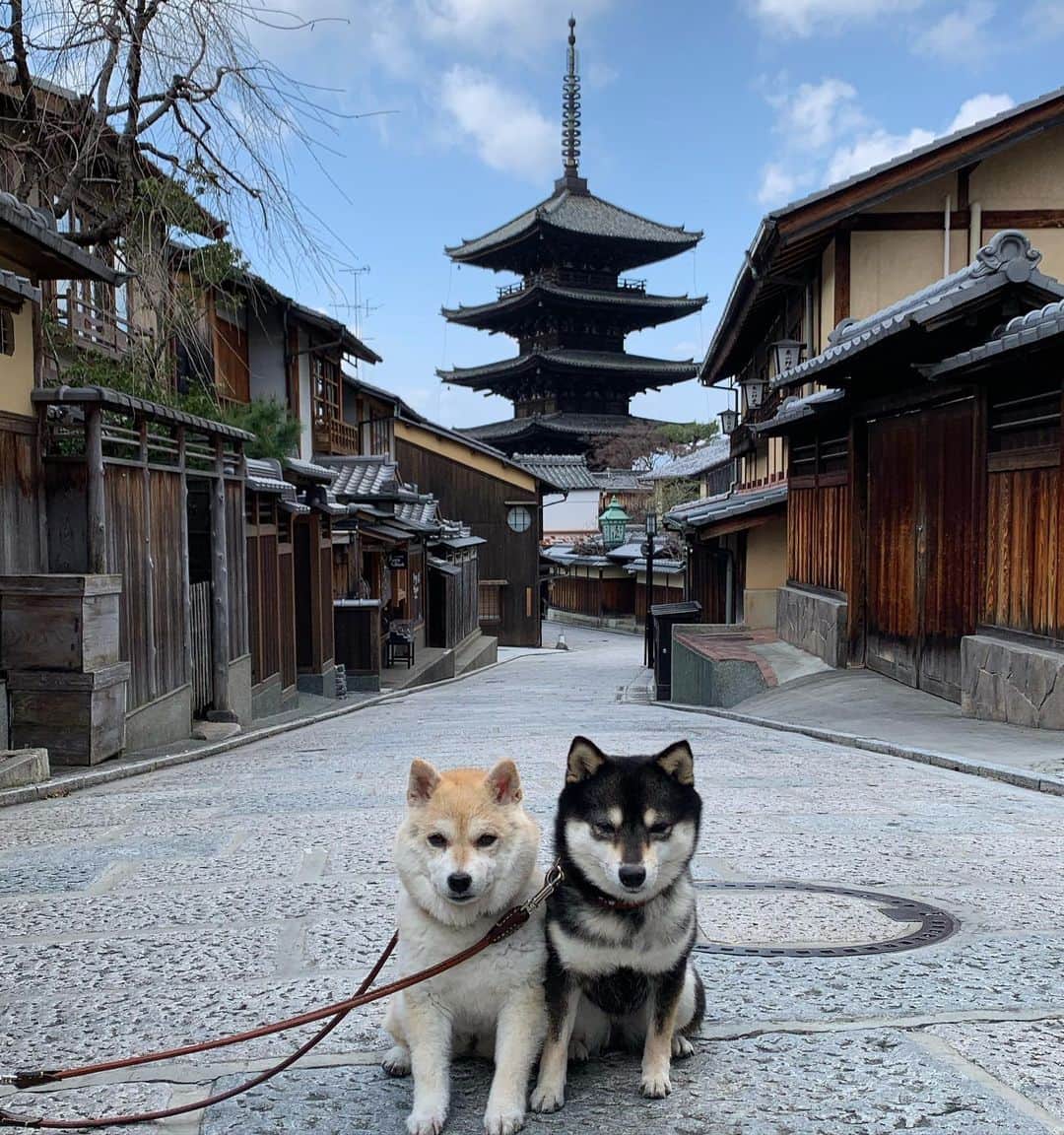 のインスタグラム：「We went to Kyoto😊🌟 八坂の塔と清水寺😊🌟  #京都　#kyoto #八坂の塔 #清水寺  #柴犬#shiba #shibainu #shibastagram #ワンコ#sweet#豆柴#shibaaaaainu #cute #pecoいぬ部#doglove #シバフル#dogstagram #dogoftheday #instashiba #shibaaaaainu #shibaaddict #🐕📷 #ふわもこ部#love#sweetdream #犬#instacute #柴#proudshibas #cutepets」