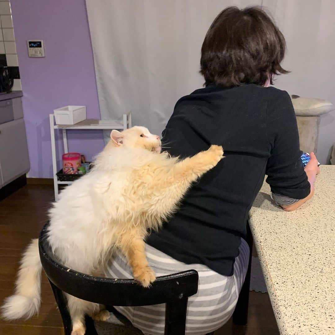 Kachimo Yoshimatsuのインスタグラム：「おかかに襲われる！ #うちの猫ら #猫 #ねこ #cat #ネコ #catstagram #ネコ部 http://kachimo.exblog.jp」