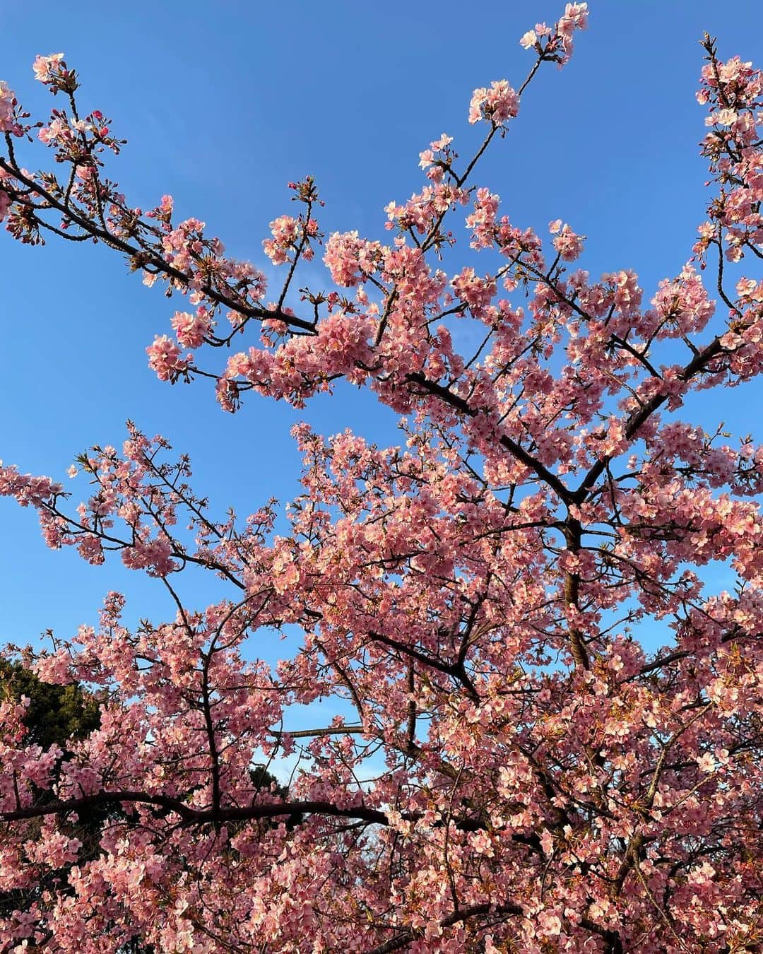 渡辺梨夏子のインスタグラム：「都内でも早咲きの桜が見ごろ🍒🌸🤍  カメラロールがピンクでいっぱいになりました、春ですねっ。そうこうしている内に２月も光の速さで終わっていく〜〜やばい〜〜暖かくなってきて、心も身体も軽やかに。ちょっとアクセル踏まなきゃな！  #週末散歩#東京さんぽ #記憶の記録#めも #西郷山公園#河津桜#🌸 #サムライプラス#頭から離れない #プラットフォーム#映画の話ね」