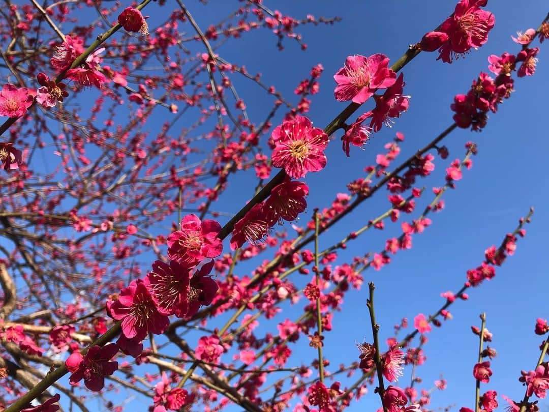 浦まゆさんのインスタグラム写真 - (浦まゆInstagram)「. 気付けばもう春だね🌸 お散歩してると綺麗な花が咲いてて嬉しい！ 最近はヨガにハマってます🧘🏻‍♀️」2月27日 21時50分 - uramayu0908