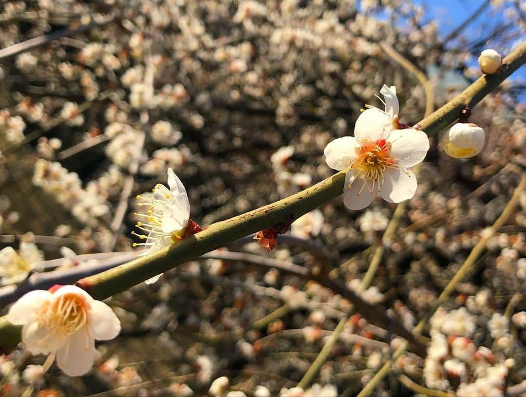 浦まゆさんのインスタグラム写真 - (浦まゆInstagram)「. 気付けばもう春だね🌸 お散歩してると綺麗な花が咲いてて嬉しい！ 最近はヨガにハマってます🧘🏻‍♀️」2月27日 21時50分 - uramayu0908