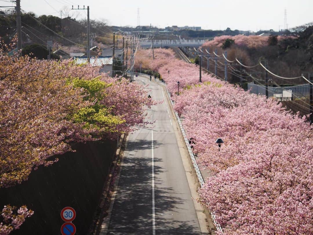 今井安紀さんのインスタグラム写真 - (今井安紀Instagram)「Spring has come!!! 春が来た！三浦海岸駅近くにて。  Camera: Olympus PEN E-PL9  #olympuspen #latergram  #cherryblossom #springhascome #kawazuzakura #miura #miurabeach #miurapeninsula #bee #keikyu #オリンパスペン #時差スタグラム #河津桜 #三浦半島 #三浦海岸河津桜 #三浦海岸 #京急 #ミツバチ」2月27日 21時51分 - i_am_akinyan0826