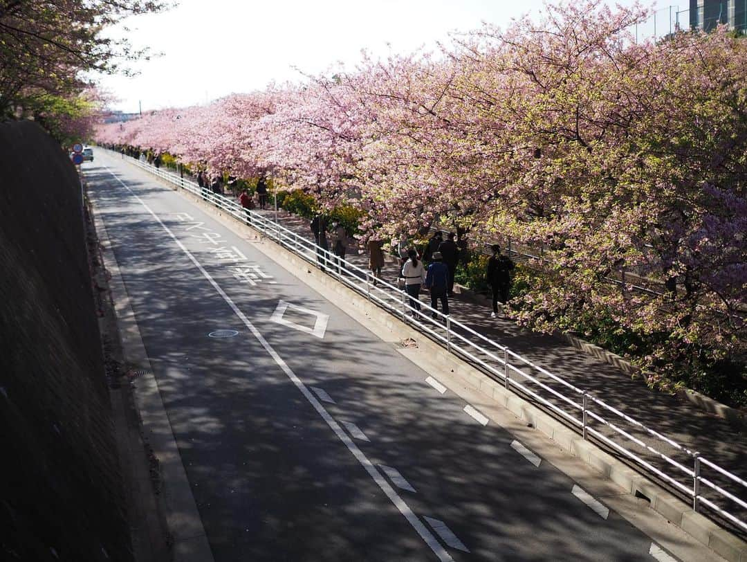 今井安紀さんのインスタグラム写真 - (今井安紀Instagram)「Spring has come!!! 春が来た！三浦海岸駅近くにて。  Camera: Olympus PEN E-PL9  #olympuspen #latergram  #cherryblossom #springhascome #kawazuzakura #miura #miurabeach #miurapeninsula #bee #keikyu #オリンパスペン #時差スタグラム #河津桜 #三浦半島 #三浦海岸河津桜 #三浦海岸 #京急 #ミツバチ」2月27日 21時51分 - i_am_akinyan0826