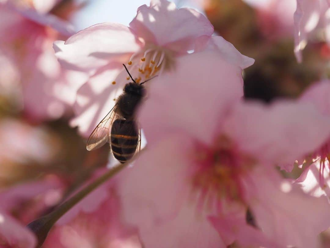 今井安紀さんのインスタグラム写真 - (今井安紀Instagram)「Spring has come!!! 春が来た！三浦海岸駅近くにて。  Camera: Olympus PEN E-PL9  #olympuspen #latergram  #cherryblossom #springhascome #kawazuzakura #miura #miurabeach #miurapeninsula #bee #keikyu #オリンパスペン #時差スタグラム #河津桜 #三浦半島 #三浦海岸河津桜 #三浦海岸 #京急 #ミツバチ」2月27日 21時51分 - i_am_akinyan0826