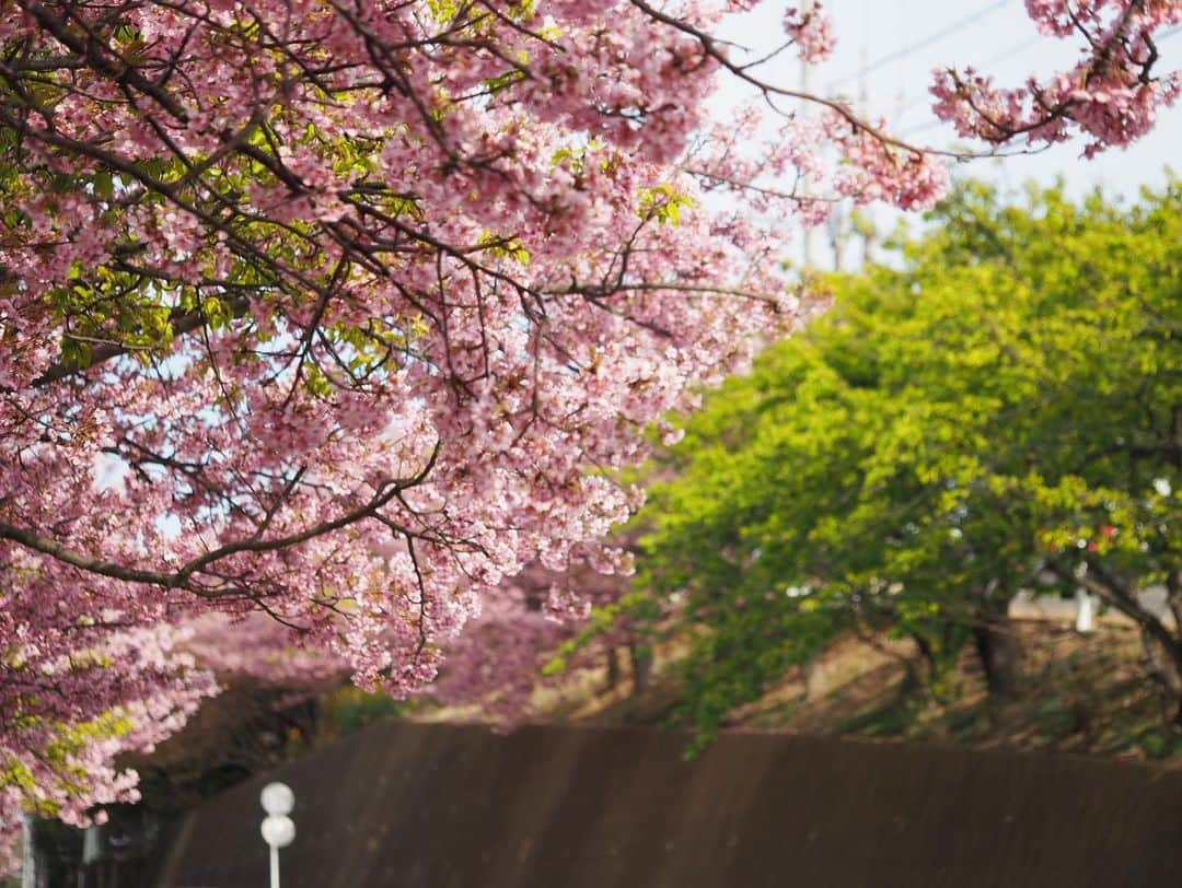 今井安紀さんのインスタグラム写真 - (今井安紀Instagram)「Spring has come!!! 春が来た！三浦海岸駅近くにて。  Camera: Olympus PEN E-PL9  #olympuspen #latergram  #cherryblossom #springhascome #kawazuzakura #miura #miurabeach #miurapeninsula #bee #keikyu #オリンパスペン #時差スタグラム #河津桜 #三浦半島 #三浦海岸河津桜 #三浦海岸 #京急 #ミツバチ」2月27日 21時51分 - i_am_akinyan0826