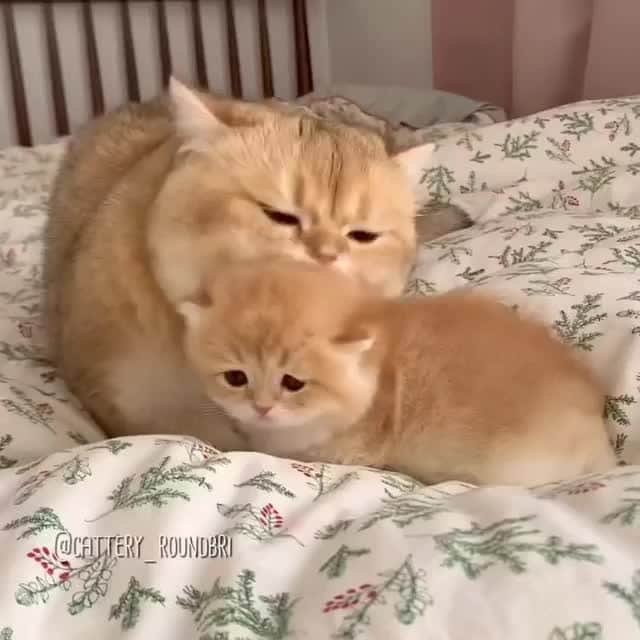 のインスタグラム：「So sweet 🥰⠀ ⠀ 🎥@cattery_roundbri⠀ ⠀ #meowed #catteryroundbri #🇰🇷. #fluffypotato #fluffycat #👅」
