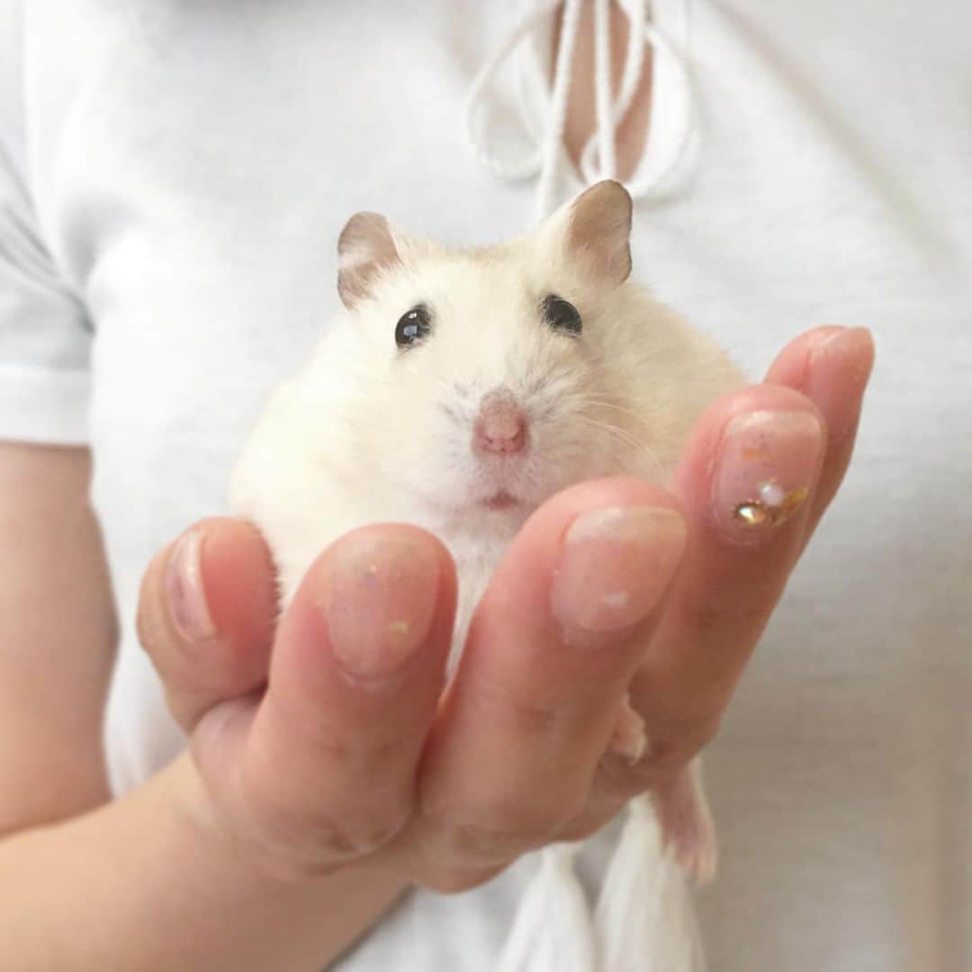 hamster_mocoのインスタグラム