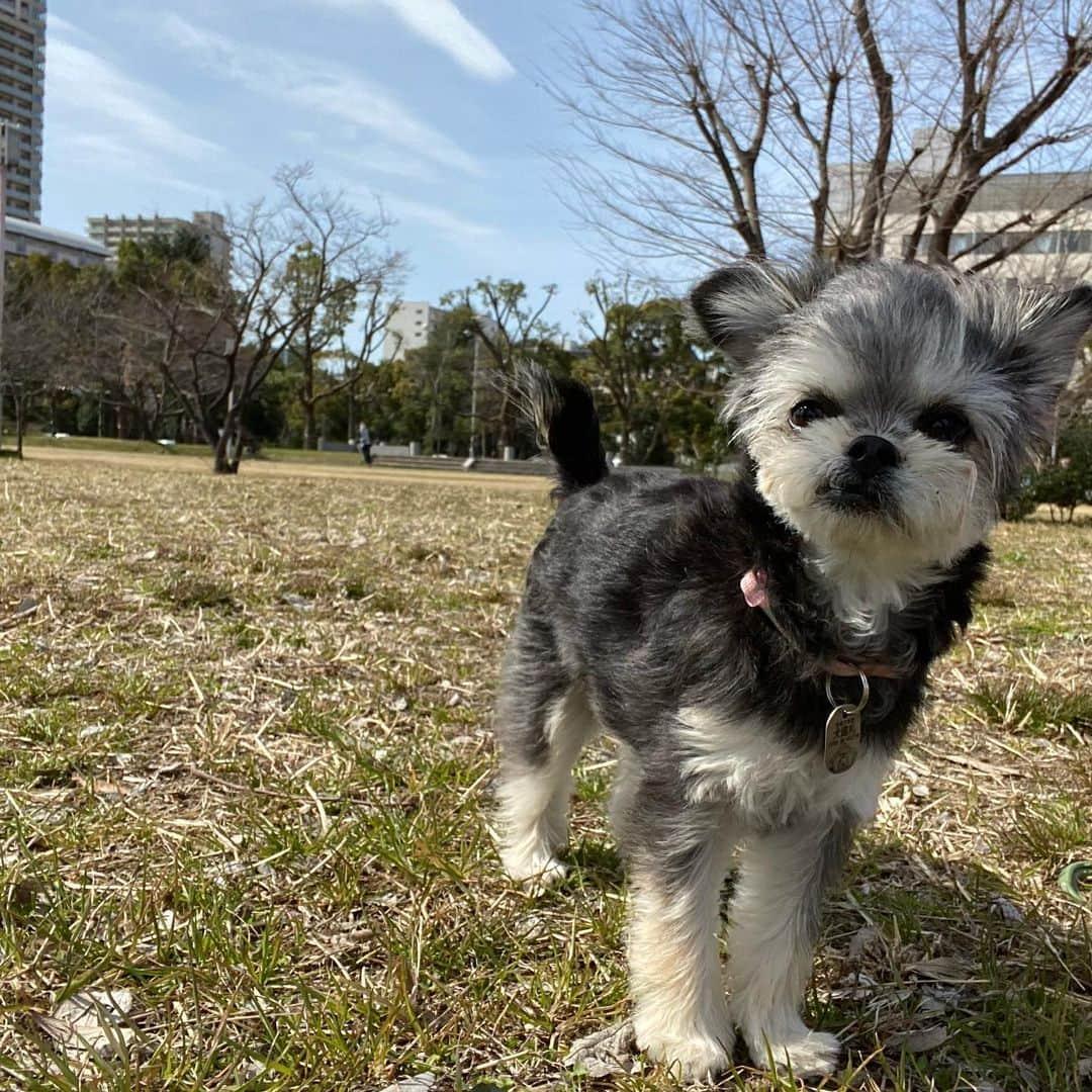 半田あかりのインスタグラム：「先生のところに会いに行ってきたのよ。先生も元気そうで良かったのよ。  #抜糸しました　#エリカラ卒業 #強靭メンタル　#先生に尻尾振る　#抜糸痛がらず　#直後から走り回る　#絶好調 #去勢手術#無事終了です #チワプー　#ちわぷー　#ミックス犬　#みっくす犬　#MIX犬　#mix犬　#アンダーショット　#アンダーショット犬　#犬　#いぬすたぐらむ　#ちわわ　#チワワ　#トイプー　#トイプードル　#といぷーどる　#ちわわ寄り　#チワワ寄り　#パピー犬　#パピー　#ぱぴー　#生後7ヶ月」