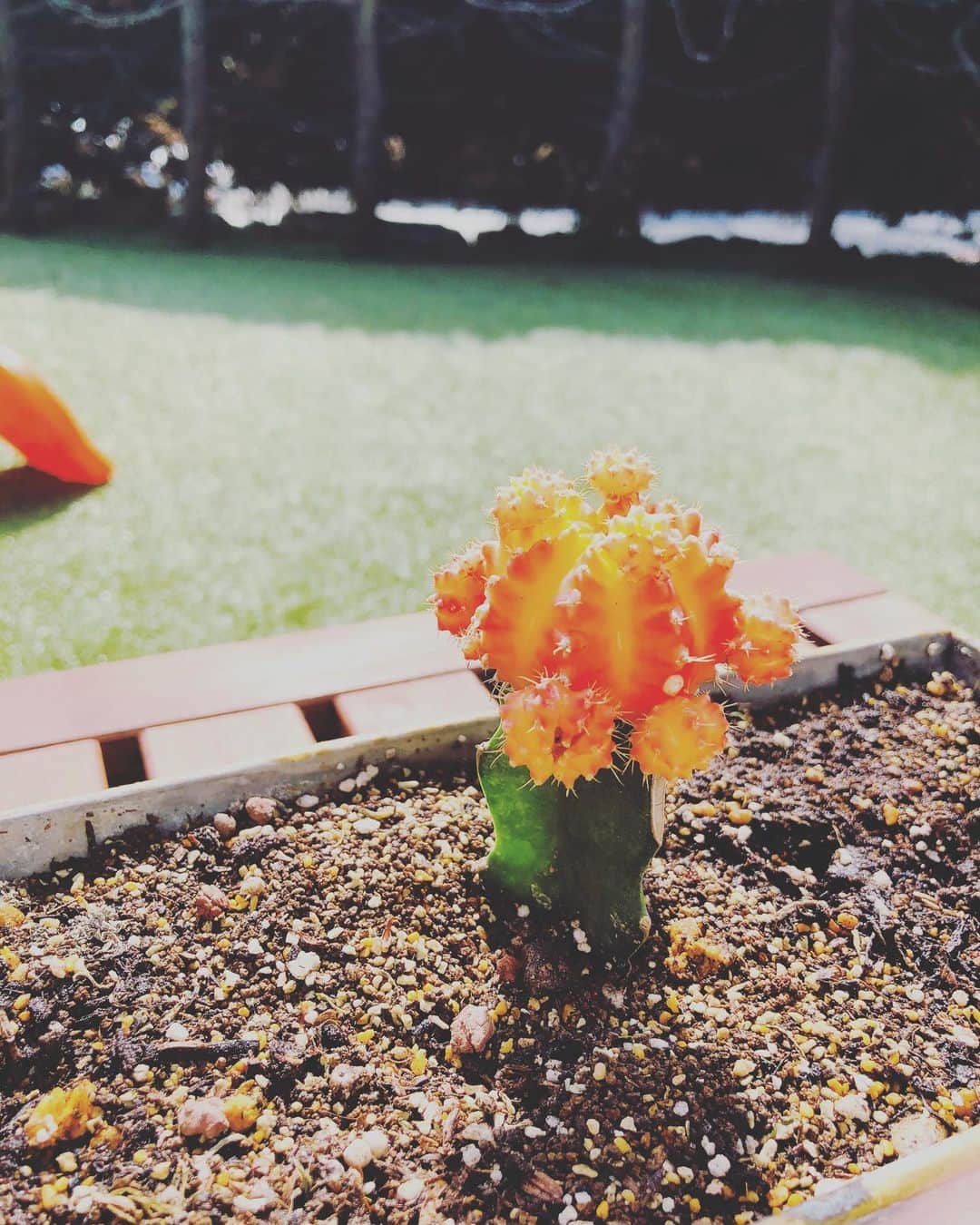 木村真野のインスタグラム：「誕生日に頂いたサボテンがひとつ🌵枯れてしまいました🥲ごめんね。 新しい子を買いました✨🥰 #サボテン　#可愛い」