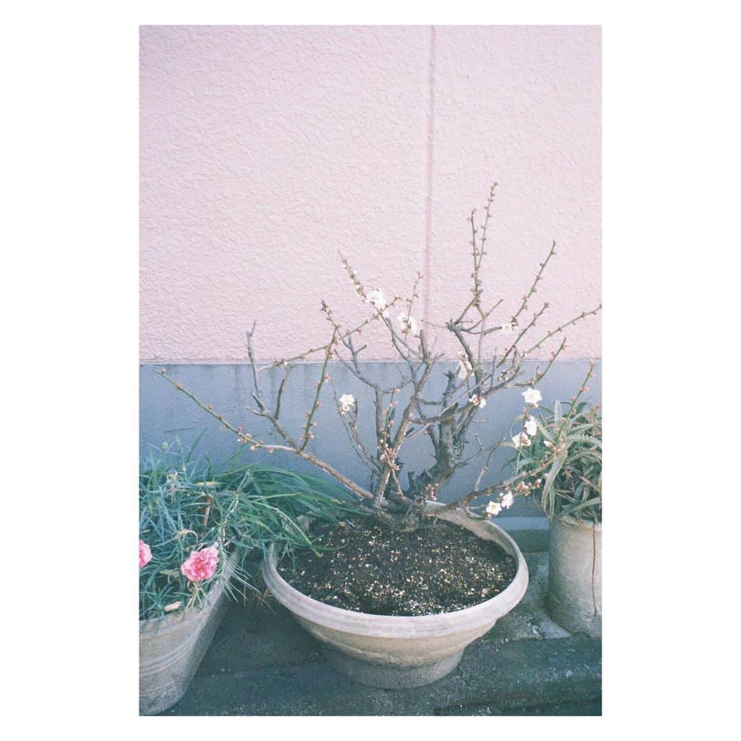 見上愛さんのインスタグラム写真 - (見上愛Instagram)「最近の記録 あったかい日々最高 花粉と寒暖差は勘弁してほしいっス  そういえば、「ぬへ〜」ってみんな言わないんだね。私この言葉どこで知っていつから使っているんだろう。 そんなことを考えながら歩いていたら、最寄駅で迷子になりました。 #filmphotography」2月27日 13時24分 - mikami_ai_