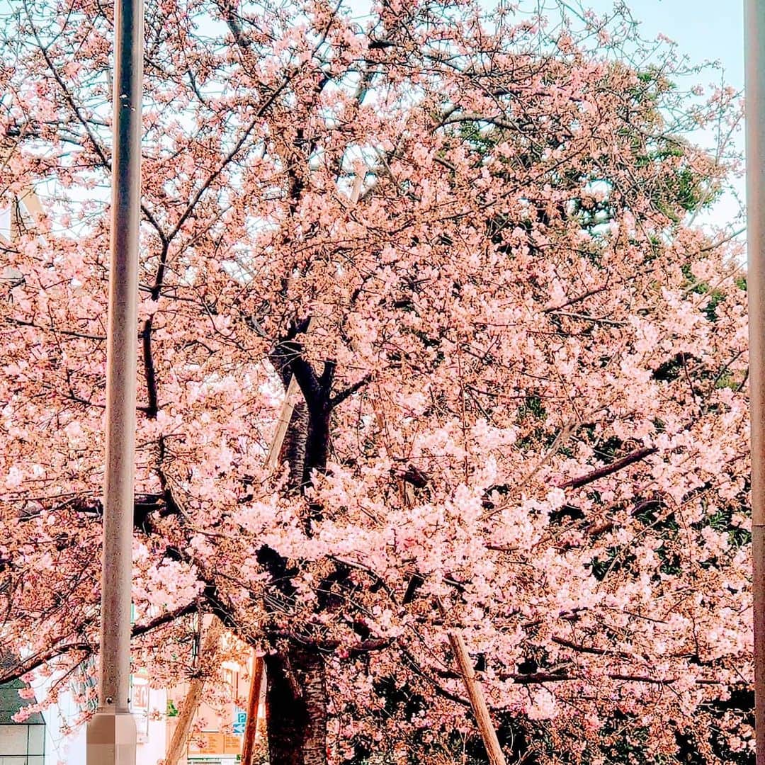 吉岡奈々子さんのインスタグラム写真 - (吉岡奈々子Instagram)「すごく満開 #春 #spring #桜？ #桃？」2月27日 13時44分 - nanakoyoshioka