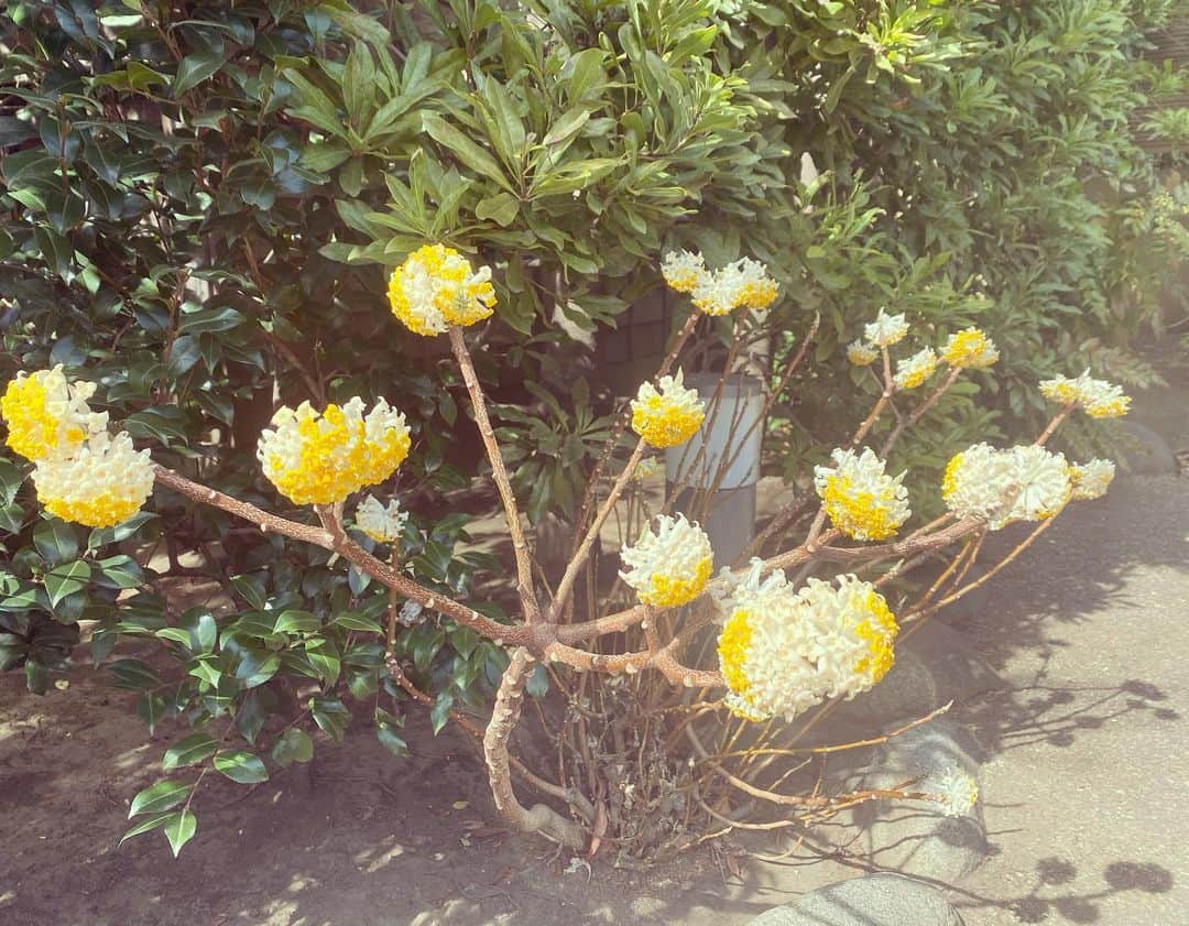 田添菜穂子さんのインスタグラム写真 - (田添菜穂子Instagram)「こちら、ミツマタのお花ですって✨ おもしろくてまた見事な咲きっぷりに見とれてしまいました。 梅はもう終わり頃だったかな。 今日は祥雲寺の観梅茶会へ。 もう私の中では「触れる美術館」と認識しているところがあるほど❗️いつ来ても素晴らしいお道具が拝見できるお茶会で、今日も堪能いたしました😌✨ よいお道具は触り心地までよいものだから本当に癒されます。  コロナの中だと、お茶席もいつものお作法と違うこともあったりするものだけど、その中で茶道の上級者の皆様が機転をきかせたり心配りをなさる様子を拝見するのも勉強になります。茶道、というだけでなく仕事やひいては人生において。  数年前にとある局のアナウンス部員がみんなでお茶を習ってる、なんて記事を見かけたけれど、すごく理解できるなあ、と思ったんですよね。空気を作ることや見える・見えない気遣いをすることや型があるけれど臨機応変にも動くことが、業務的に似ているし魅かれるんだと思います😊✨  今日もステキなお席に入ることができて嬉しかったです😊💕  のちほどお菓子のお写真がお友達から頂けたらご紹介を✨春の香りいっぱいのお心尽しのお菓子でした😌✨  #祥雲寺 #みつまた #観梅茶会 #paperbush #plumblossoms」2月27日 13時38分 - nahokotazoe