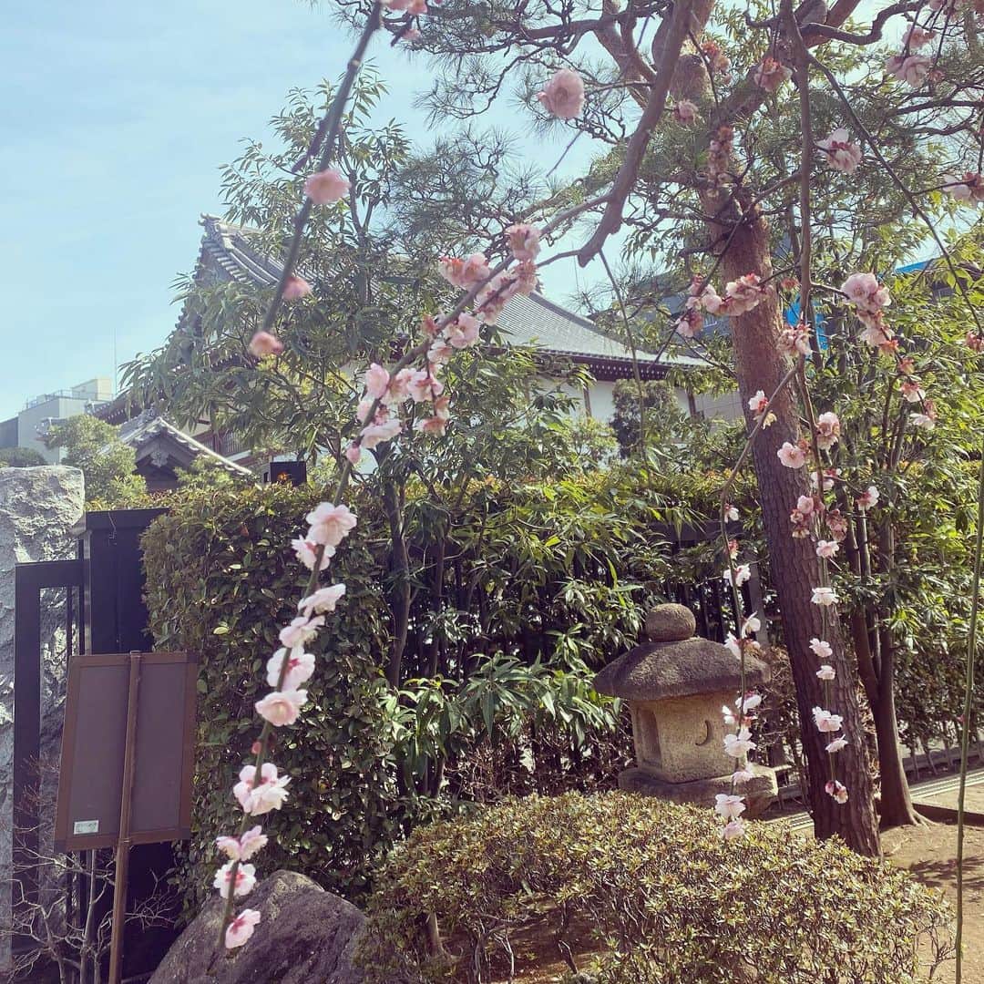 田添菜穂子さんのインスタグラム写真 - (田添菜穂子Instagram)「こちら、ミツマタのお花ですって✨ おもしろくてまた見事な咲きっぷりに見とれてしまいました。 梅はもう終わり頃だったかな。 今日は祥雲寺の観梅茶会へ。 もう私の中では「触れる美術館」と認識しているところがあるほど❗️いつ来ても素晴らしいお道具が拝見できるお茶会で、今日も堪能いたしました😌✨ よいお道具は触り心地までよいものだから本当に癒されます。  コロナの中だと、お茶席もいつものお作法と違うこともあったりするものだけど、その中で茶道の上級者の皆様が機転をきかせたり心配りをなさる様子を拝見するのも勉強になります。茶道、というだけでなく仕事やひいては人生において。  数年前にとある局のアナウンス部員がみんなでお茶を習ってる、なんて記事を見かけたけれど、すごく理解できるなあ、と思ったんですよね。空気を作ることや見える・見えない気遣いをすることや型があるけれど臨機応変にも動くことが、業務的に似ているし魅かれるんだと思います😊✨  今日もステキなお席に入ることができて嬉しかったです😊💕  のちほどお菓子のお写真がお友達から頂けたらご紹介を✨春の香りいっぱいのお心尽しのお菓子でした😌✨  #祥雲寺 #みつまた #観梅茶会 #paperbush #plumblossoms」2月27日 13時38分 - nahokotazoe
