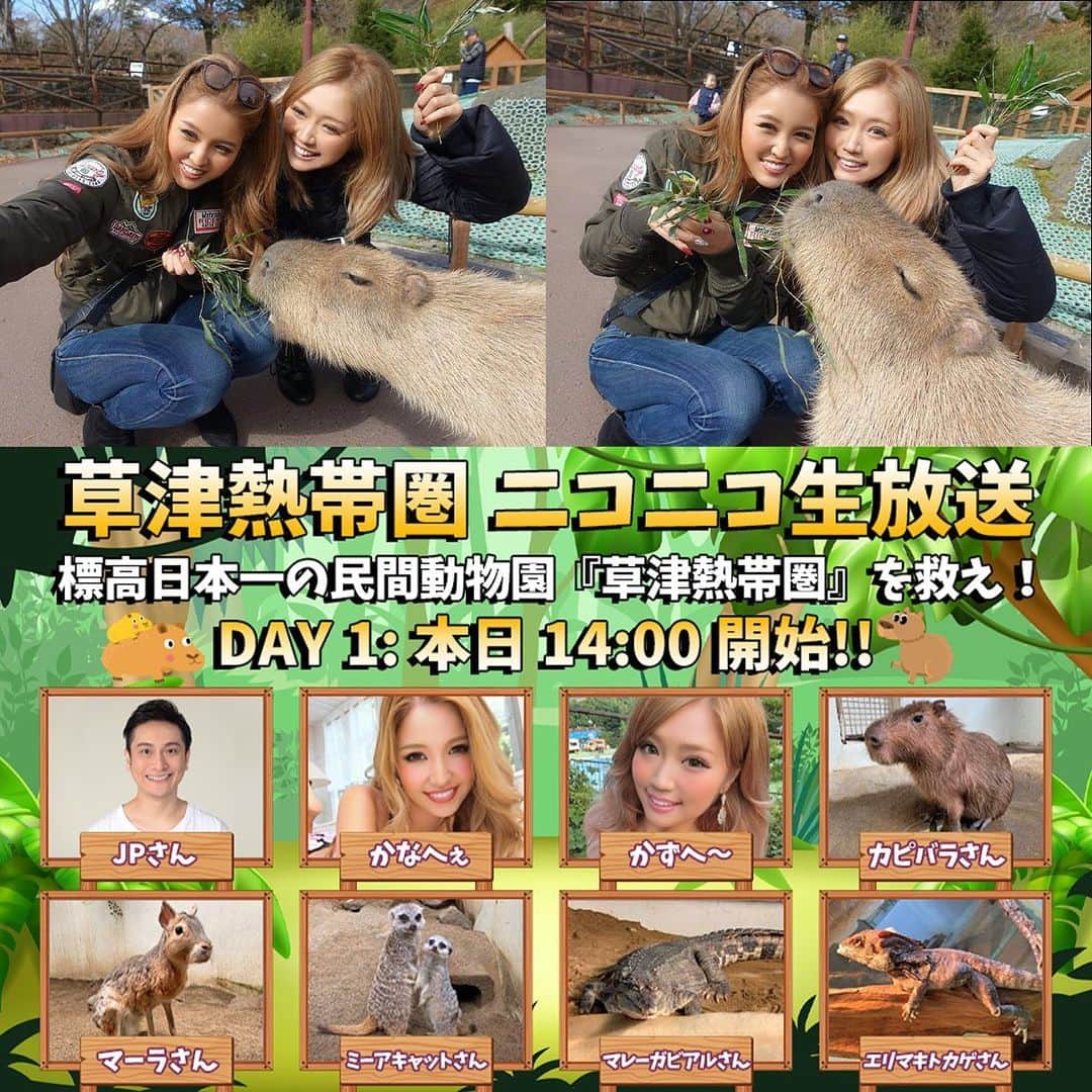 のインスタグラム：「⚡️本日！14:00 ニコニコ生配信 -DAY1-⚡️  渡辺シスターズ＆カピバラ、ミーアキャットら多数出演！  標高日本一の民間動物園『草津熱帯圏』を救え！  2月27日.28日の二日間、14時からライブ配信にて、渡辺シスターズが、コロナの影響で【廃園】の危機に面している同園を救うための企画に出演します。  【ギフト】を贈って熱帯圏を応援しよう！  2021/02/27(土) 14:00開始： ▶️ https://live2.nicovideo.jp/watch/lv330209853 📍リンクはストーリーにあります。  #cyberjapan #サイバージャパン #草津熱帯園 #ニコニコ動画 #ニコ生 #生配信 #草津 #渡辺シスターズ #姉妹 #かなへぇ #かずへー」