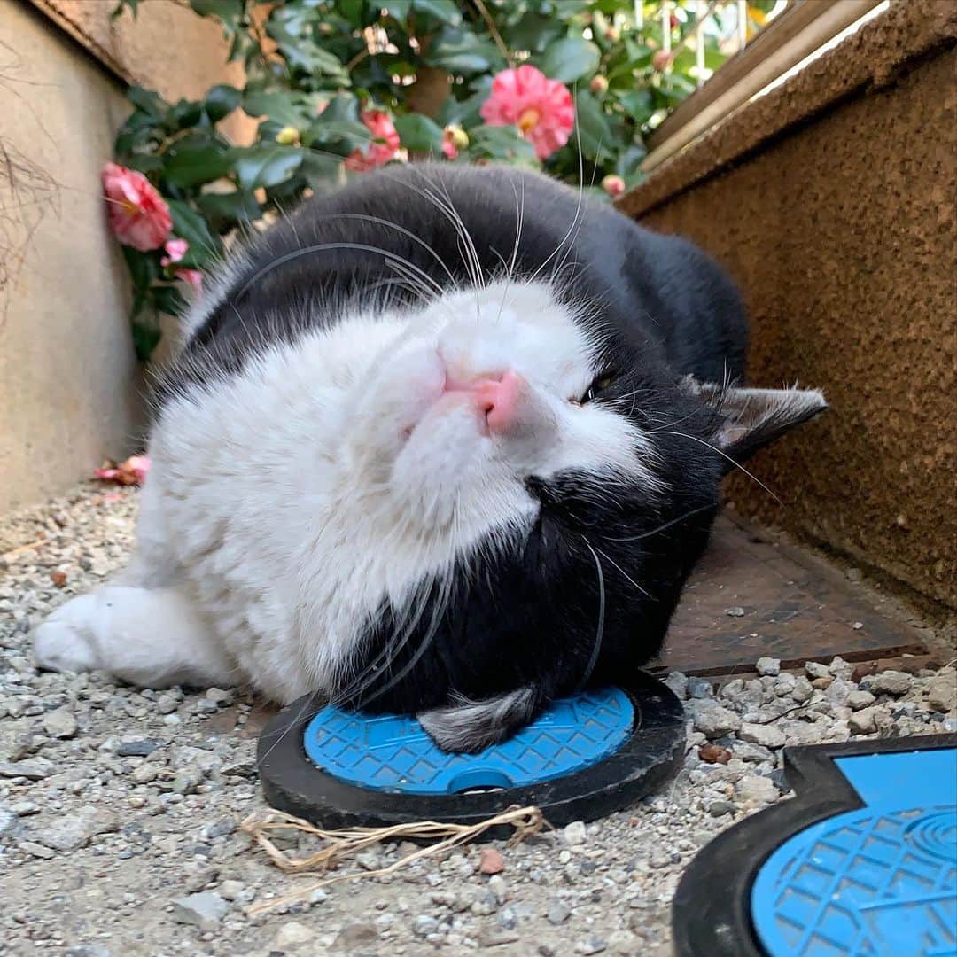 Kachimo Yoshimatsuのインスタグラム：「おはようイカスミ！ Good Morning Ikasumi! またたび、へろった、へろった。 #うちの猫ら #猫 #ikasumi #ねこ #cat #ネコ #catstagram #ネコ部 http://kachimo.exblog.jp」