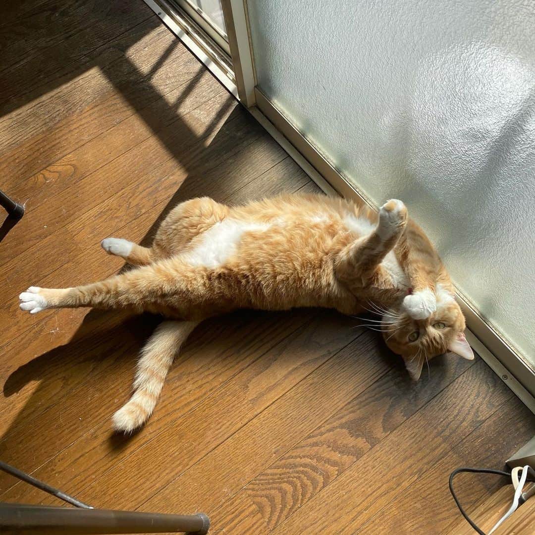 金巻ともこさんのインスタグラム写真 - (金巻ともこInstagram)「窓際でごろんごろん  #hakuchai #tabby #orangetabby #cat #猫 #茶トラ男子部 #catstagram」2月27日 14時02分 - tomotomoco