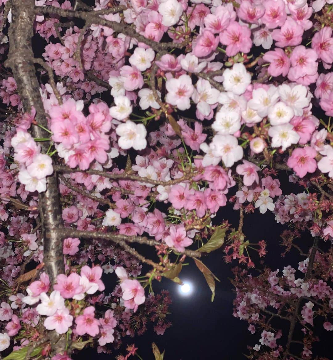 のインスタグラム：「SAKURA Night🌸✨  いつかの @aikoudon.otto  の帰り道🎶」