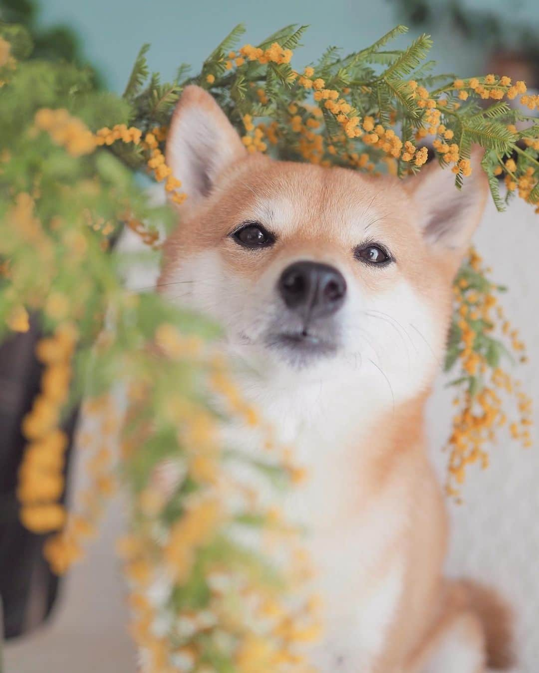 豆柴にこちゃんさんのインスタグラム写真 - (豆柴にこちゃんInstagram)「🐶🌼 オチョボ口とミモザ。  たまが手術しているであろう時に 家のミモザで撮影大会。  頭が花粉だらけになったよ。  たまは、夕方くらいまでに病院から連絡こなければ、 無事に終わったということだと思います  #柴犬#豆柴#pecoいぬ部#犬#shibastagram#petstagram#犬#犬のいる暮らし#shibainu#dog#mameshiba#pecotv#いぬのきもち部#しばいぬ#しばけん#こいぬ#シバイヌ#狗#ペット#子犬#puppy#pet#시바견#강아지#개#instacute#barked#9gag#9gagpets」2月27日 14時24分 - nikochan.mame48