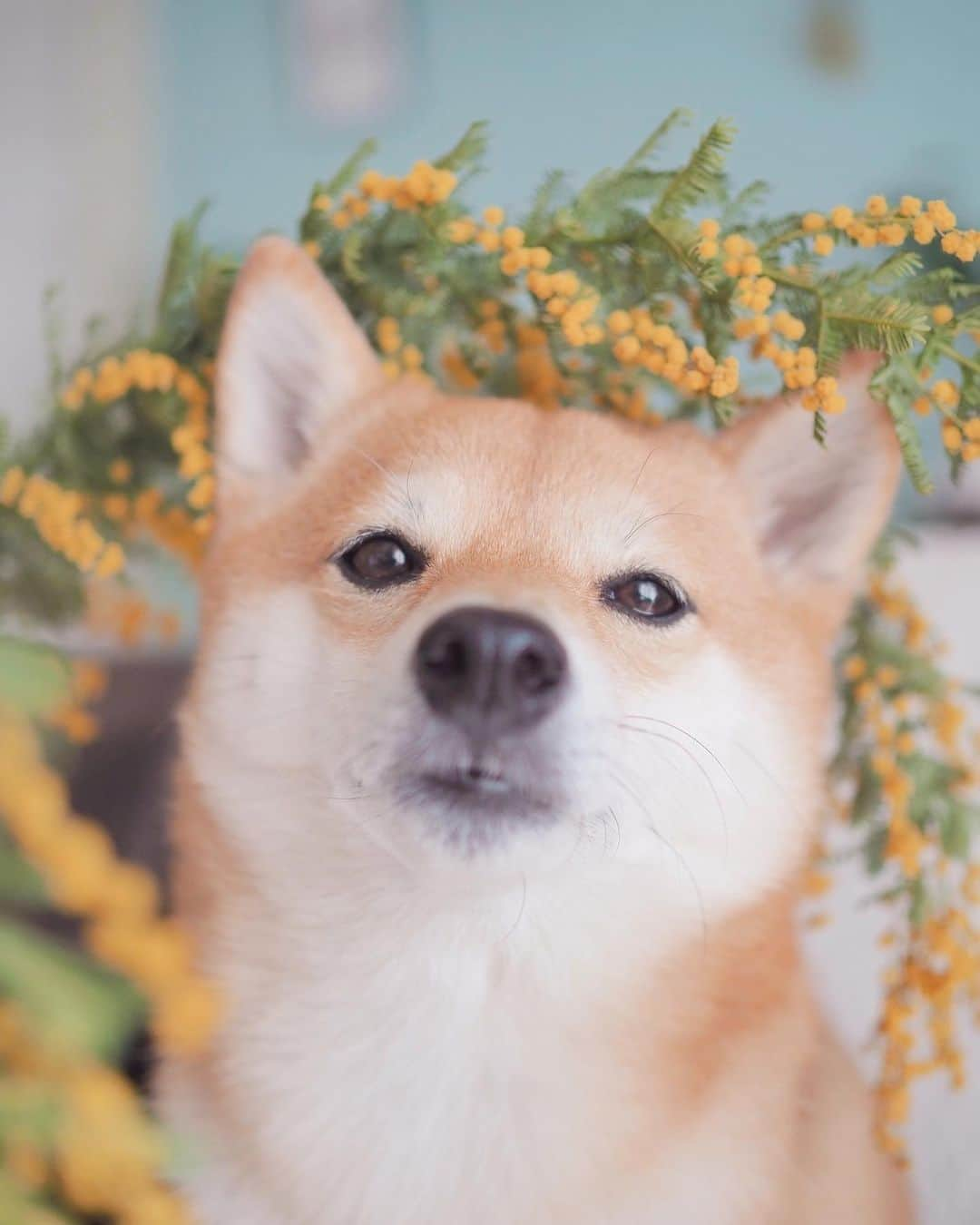 豆柴にこちゃんさんのインスタグラム写真 - (豆柴にこちゃんInstagram)「🐶🌼 オチョボ口とミモザ。  たまが手術しているであろう時に 家のミモザで撮影大会。  頭が花粉だらけになったよ。  たまは、夕方くらいまでに病院から連絡こなければ、 無事に終わったということだと思います  #柴犬#豆柴#pecoいぬ部#犬#shibastagram#petstagram#犬#犬のいる暮らし#shibainu#dog#mameshiba#pecotv#いぬのきもち部#しばいぬ#しばけん#こいぬ#シバイヌ#狗#ペット#子犬#puppy#pet#시바견#강아지#개#instacute#barked#9gag#9gagpets」2月27日 14時24分 - nikochan.mame48