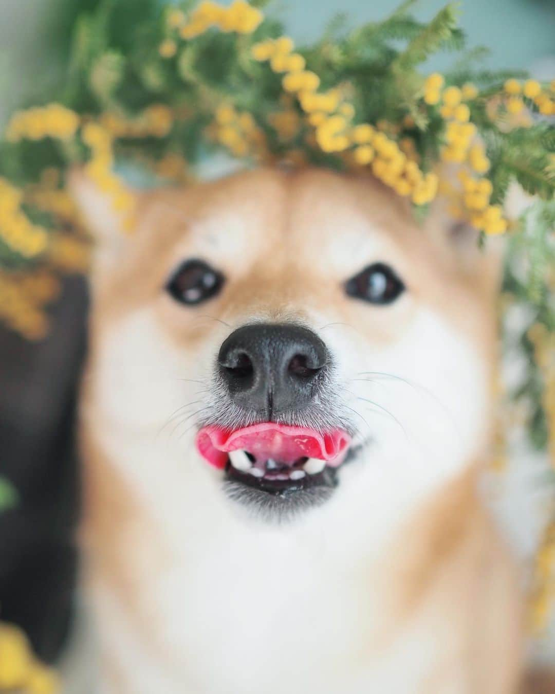 豆柴にこちゃんさんのインスタグラム写真 - (豆柴にこちゃんInstagram)「🐶🌼 オチョボ口とミモザ。  たまが手術しているであろう時に 家のミモザで撮影大会。  頭が花粉だらけになったよ。  たまは、夕方くらいまでに病院から連絡こなければ、 無事に終わったということだと思います  #柴犬#豆柴#pecoいぬ部#犬#shibastagram#petstagram#犬#犬のいる暮らし#shibainu#dog#mameshiba#pecotv#いぬのきもち部#しばいぬ#しばけん#こいぬ#シバイヌ#狗#ペット#子犬#puppy#pet#시바견#강아지#개#instacute#barked#9gag#9gagpets」2月27日 14時24分 - nikochan.mame48