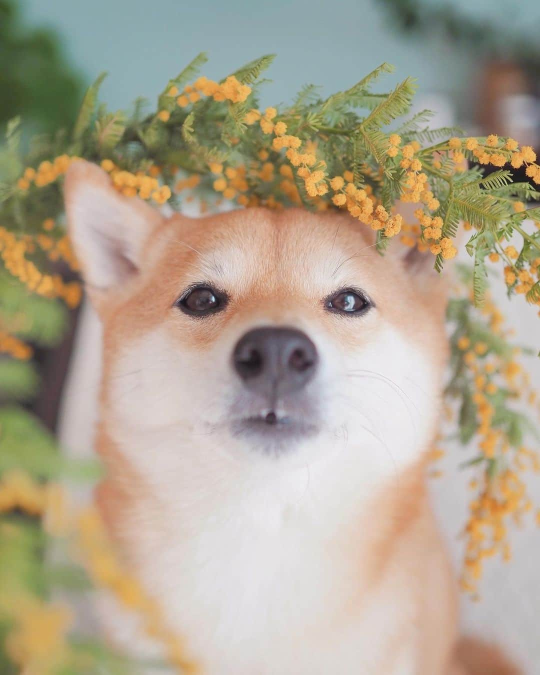 豆柴にこちゃんさんのインスタグラム写真 - (豆柴にこちゃんInstagram)「🐶🌼 オチョボ口とミモザ。  たまが手術しているであろう時に 家のミモザで撮影大会。  頭が花粉だらけになったよ。  たまは、夕方くらいまでに病院から連絡こなければ、 無事に終わったということだと思います  #柴犬#豆柴#pecoいぬ部#犬#shibastagram#petstagram#犬#犬のいる暮らし#shibainu#dog#mameshiba#pecotv#いぬのきもち部#しばいぬ#しばけん#こいぬ#シバイヌ#狗#ペット#子犬#puppy#pet#시바견#강아지#개#instacute#barked#9gag#9gagpets」2月27日 14時24分 - nikochan.mame48