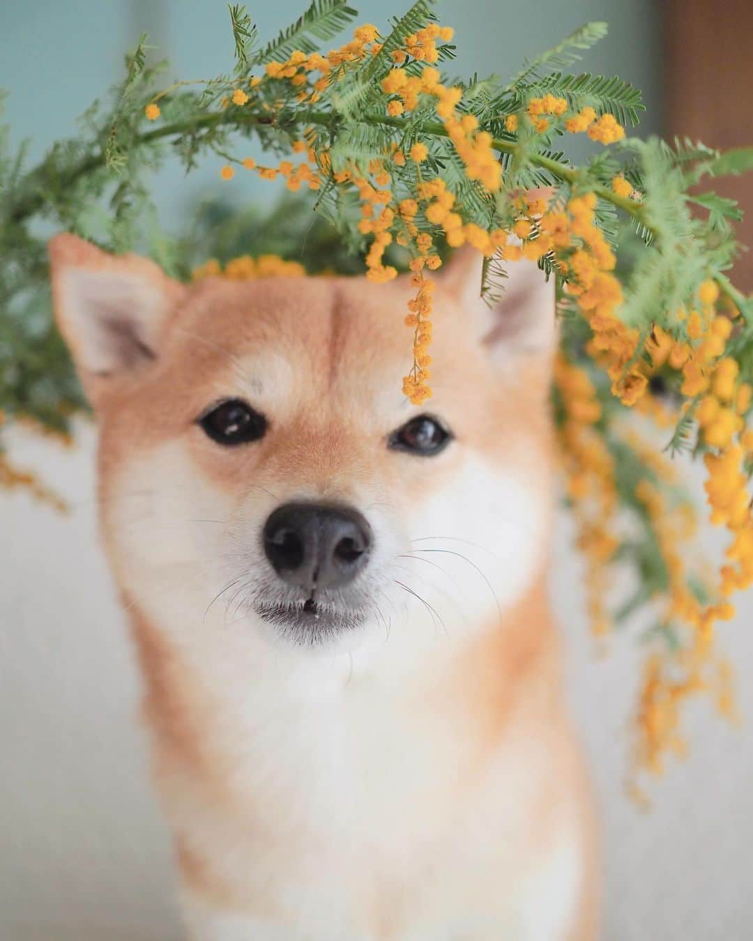 豆柴にこちゃんさんのインスタグラム写真 - (豆柴にこちゃんInstagram)「🐶🌼 オチョボ口とミモザ。  たまが手術しているであろう時に 家のミモザで撮影大会。  頭が花粉だらけになったよ。  たまは、夕方くらいまでに病院から連絡こなければ、 無事に終わったということだと思います  #柴犬#豆柴#pecoいぬ部#犬#shibastagram#petstagram#犬#犬のいる暮らし#shibainu#dog#mameshiba#pecotv#いぬのきもち部#しばいぬ#しばけん#こいぬ#シバイヌ#狗#ペット#子犬#puppy#pet#시바견#강아지#개#instacute#barked#9gag#9gagpets」2月27日 14時24分 - nikochan.mame48