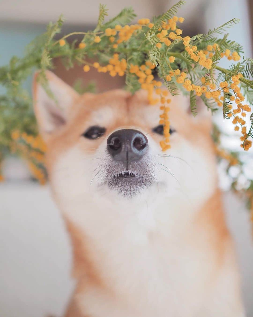 豆柴にこちゃんさんのインスタグラム写真 - (豆柴にこちゃんInstagram)「🐶🌼 オチョボ口とミモザ。  たまが手術しているであろう時に 家のミモザで撮影大会。  頭が花粉だらけになったよ。  たまは、夕方くらいまでに病院から連絡こなければ、 無事に終わったということだと思います  #柴犬#豆柴#pecoいぬ部#犬#shibastagram#petstagram#犬#犬のいる暮らし#shibainu#dog#mameshiba#pecotv#いぬのきもち部#しばいぬ#しばけん#こいぬ#シバイヌ#狗#ペット#子犬#puppy#pet#시바견#강아지#개#instacute#barked#9gag#9gagpets」2月27日 14時24分 - nikochan.mame48