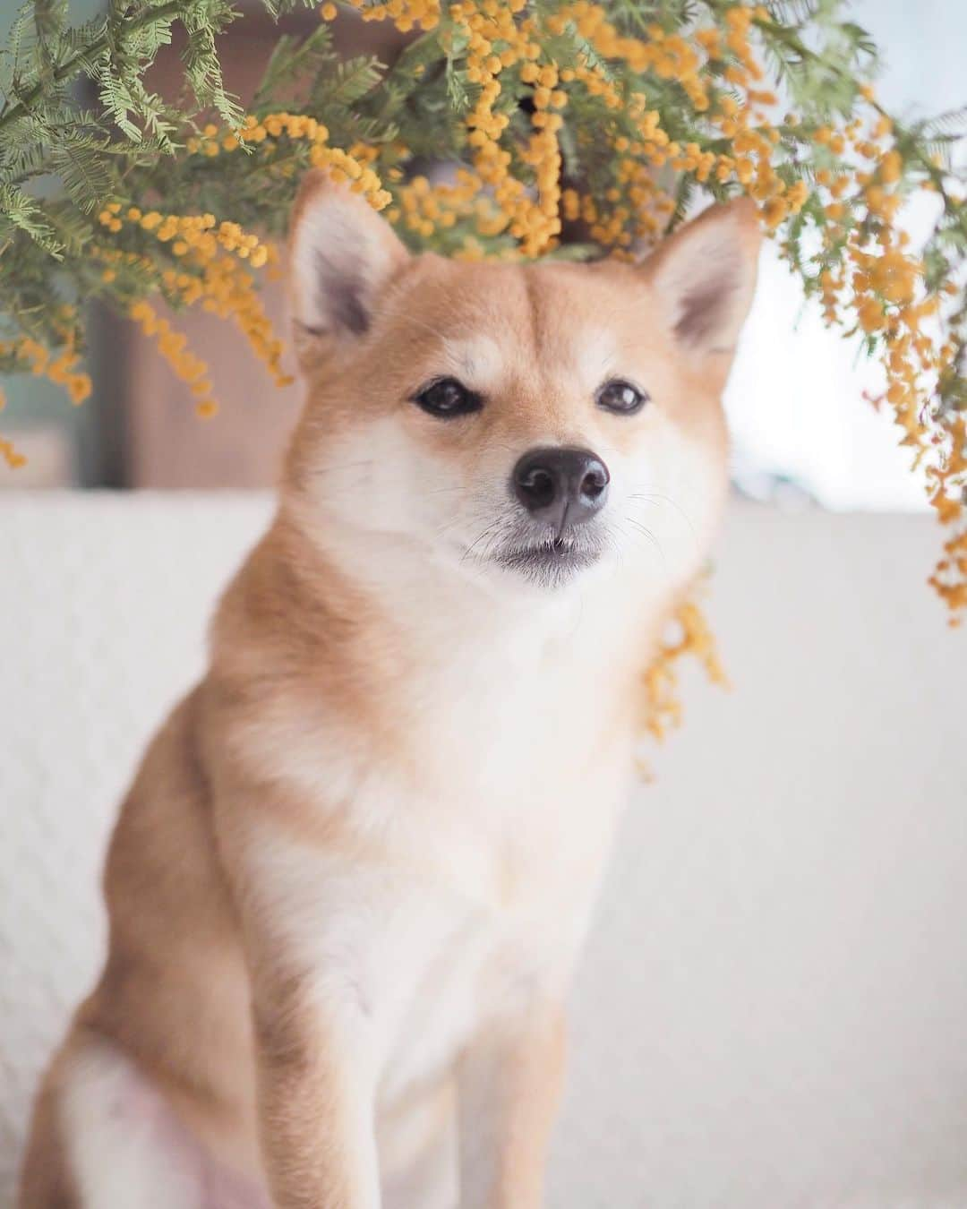 豆柴にこちゃんさんのインスタグラム写真 - (豆柴にこちゃんInstagram)「🐶🌼 オチョボ口とミモザ。  たまが手術しているであろう時に 家のミモザで撮影大会。  頭が花粉だらけになったよ。  たまは、夕方くらいまでに病院から連絡こなければ、 無事に終わったということだと思います  #柴犬#豆柴#pecoいぬ部#犬#shibastagram#petstagram#犬#犬のいる暮らし#shibainu#dog#mameshiba#pecotv#いぬのきもち部#しばいぬ#しばけん#こいぬ#シバイヌ#狗#ペット#子犬#puppy#pet#시바견#강아지#개#instacute#barked#9gag#9gagpets」2月27日 14時24分 - nikochan.mame48