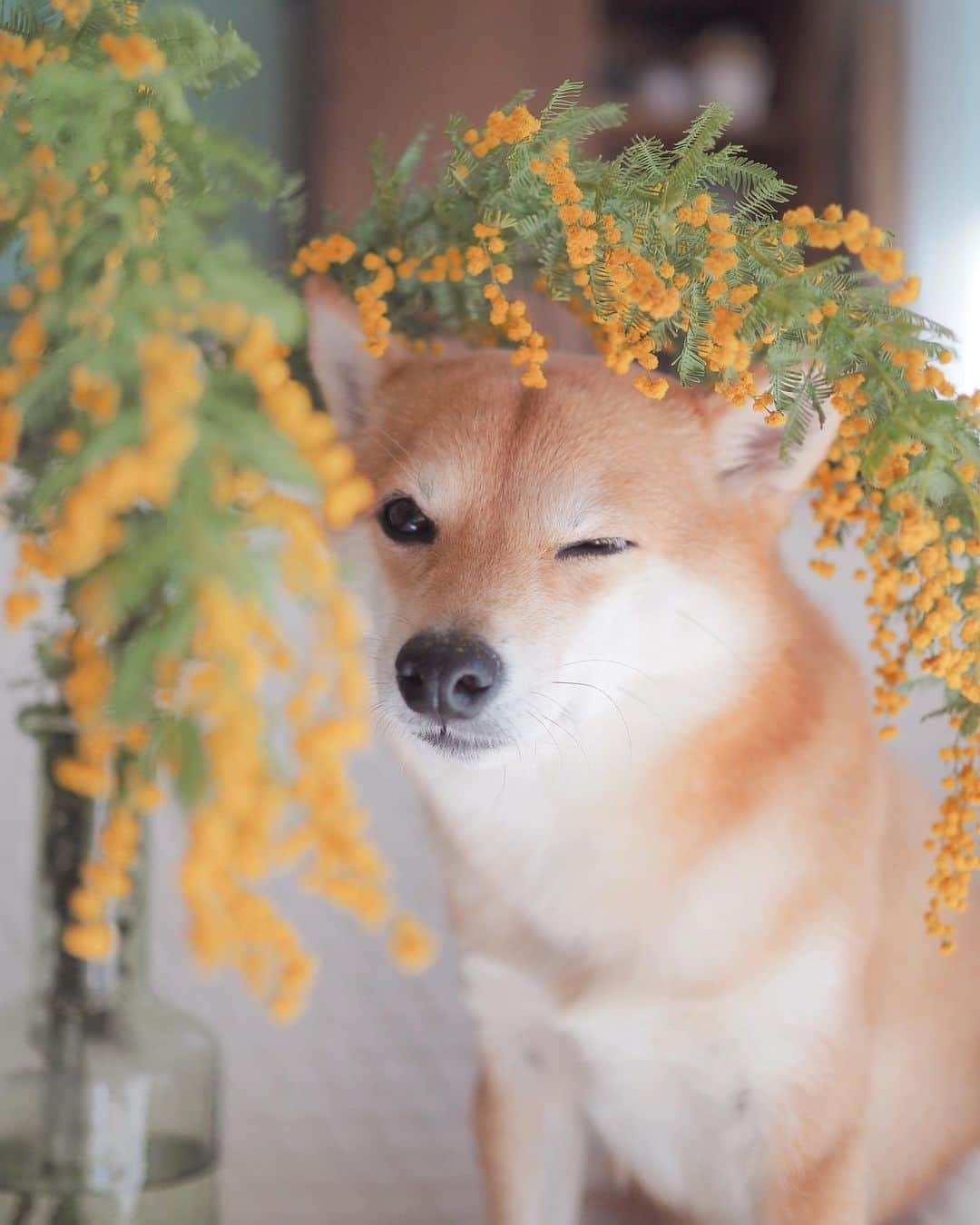 豆柴にこちゃんさんのインスタグラム写真 - (豆柴にこちゃんInstagram)「🐶🌼 オチョボ口とミモザ。  たまが手術しているであろう時に 家のミモザで撮影大会。  頭が花粉だらけになったよ。  たまは、夕方くらいまでに病院から連絡こなければ、 無事に終わったということだと思います  #柴犬#豆柴#pecoいぬ部#犬#shibastagram#petstagram#犬#犬のいる暮らし#shibainu#dog#mameshiba#pecotv#いぬのきもち部#しばいぬ#しばけん#こいぬ#シバイヌ#狗#ペット#子犬#puppy#pet#시바견#강아지#개#instacute#barked#9gag#9gagpets」2月27日 14時24分 - nikochan.mame48