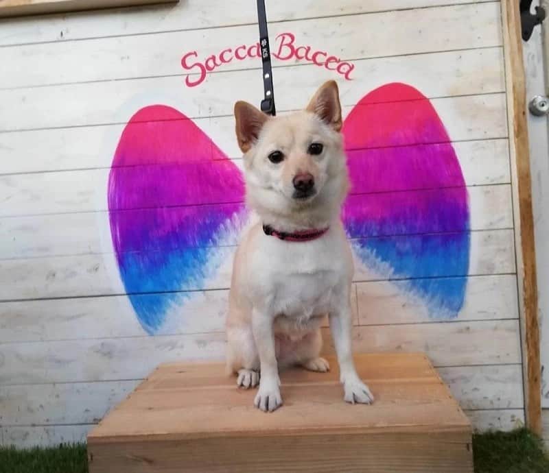 のインスタグラム：「『sippoストーリー』からの紹介です🐕 MIX犬柴チワの菊千代ちゃん（2歳) 表情豊かで、ジト目や笑顔や眉毛が出現します😊その時によって柴犬の顔になったりチワワの顔に変幻するのが不思議です🐶✨  飼い主さん：デビル菊のママパパ様  sippoのサイト（sippo.asahi.com）で、飼い主さんに投稿してもらった、犬や猫のとっておきストーリーをご紹介しています。@sippo_officialプロフィールのサイトから『sippoストーリー』をご覧ください👀✨  あなたとペットのストーリーを募集しています！#sippoストーリー をつけて犬や猫の写真を投稿してくださいね✨採用された方には、編集部からDMでご連絡差し上げます🐾  #sippo #sippoストーリー #犬 #イヌ #ワンコ #MIX犬」