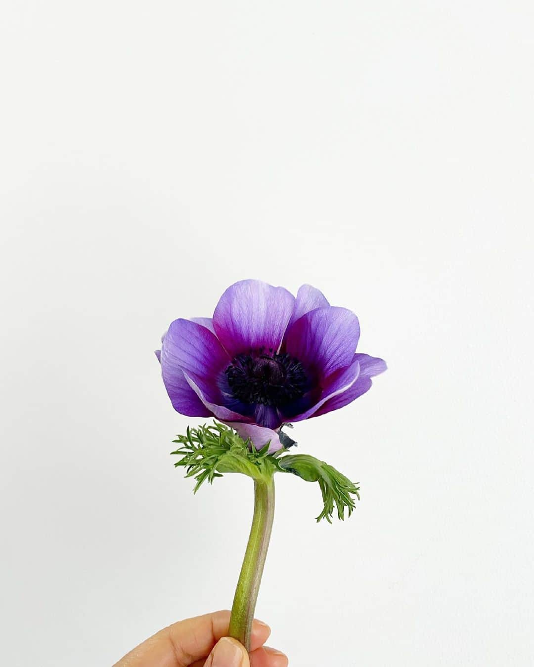山本浩未さんのインスタグラム写真 - (山本浩未Instagram)「潔いいアネモネは、ぐい〜んと太く長い頼もしい茎に紫色グラデが美しい💜  #花 ❶ #アネモネ」2月27日 15時12分 - hiromicoy