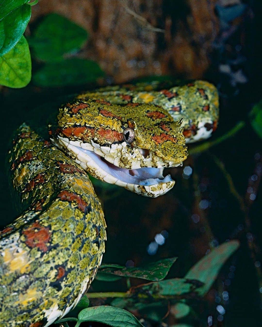 アメリカ自然史博物館のインスタグラム：「The eyelash pit viper’s (Bothriechis schlegelii) beauty secret? Its “eyelashes” are actually a fringe of scales! The stealthy reptile tracks a wide variety of small animals, including frogs, lizards, bats, and rodents, using the heat-sensing pits between its nostrils and eyes. It’s venomous, too. Like most viper venom, its venom is a mix of nerve poisons, muscle-destroying poisons—myotoxins—and blood poisons, or hemotoxins, which activate clotting factors in the blood with astonishing speed. Photo: Bernard DUPONT, CC BY-SA 2.0, flickr」