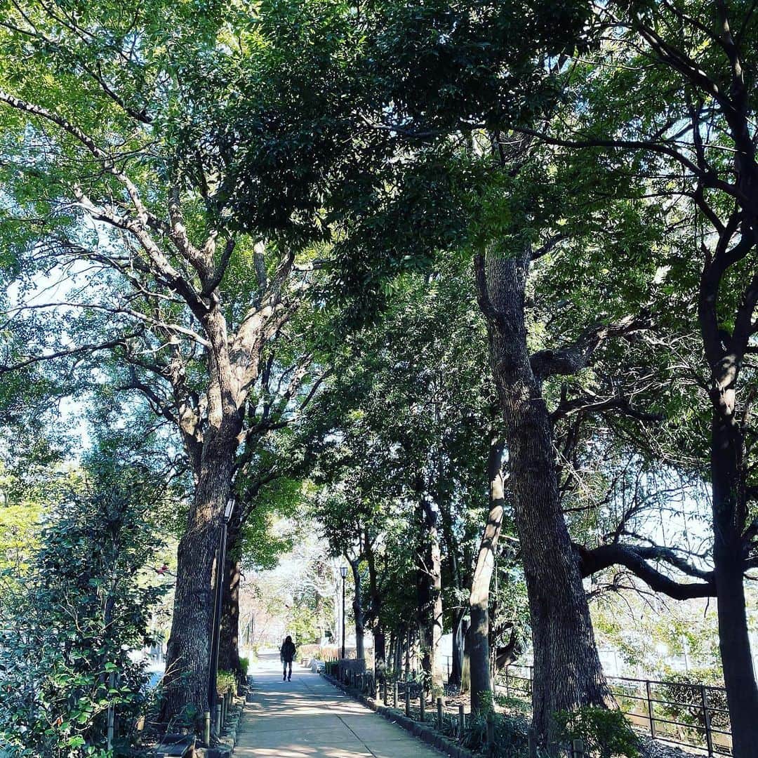 村田沙耶香のインスタグラム：「少し前、仕事の用事のあと、お天気が気持ちよくて遠まわりして歩いたときの写真です。」